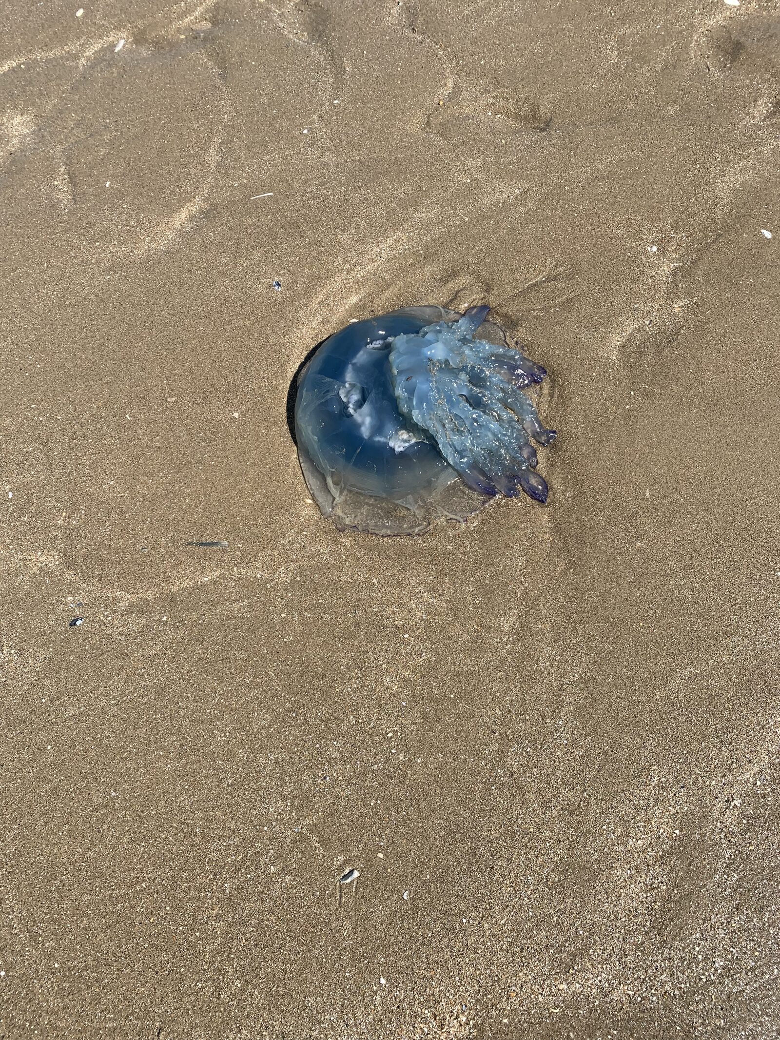 Rhizostoma octopus