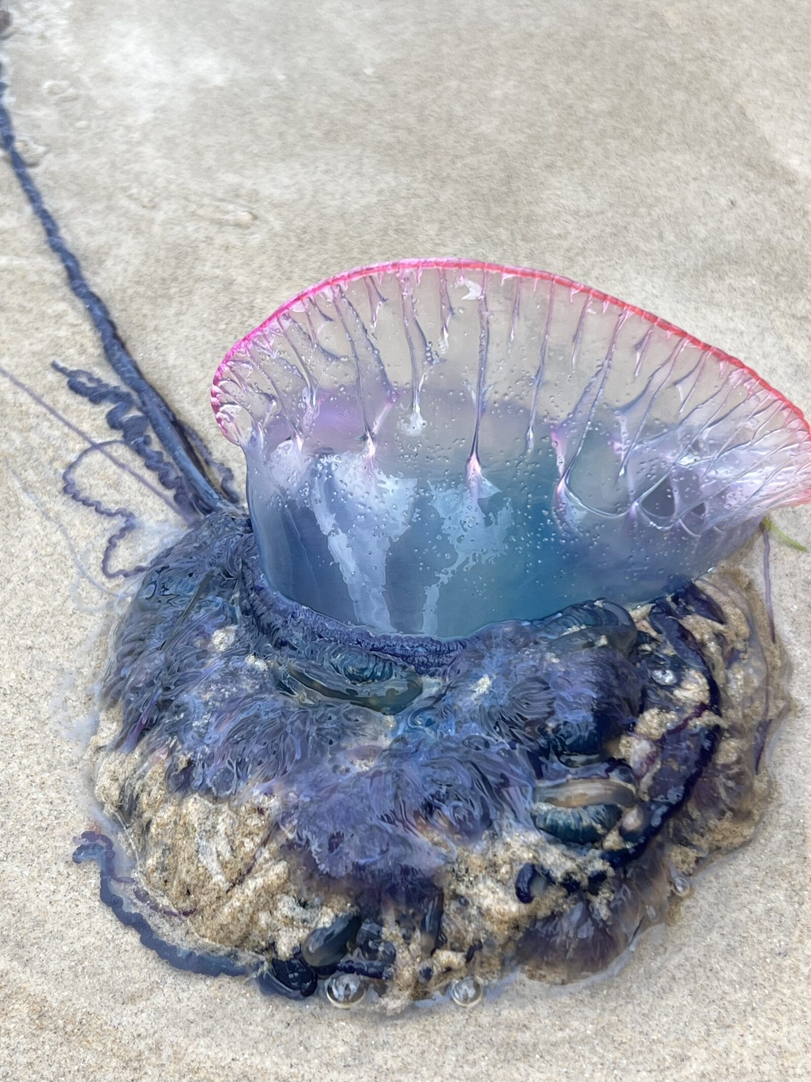 Physalia physalis