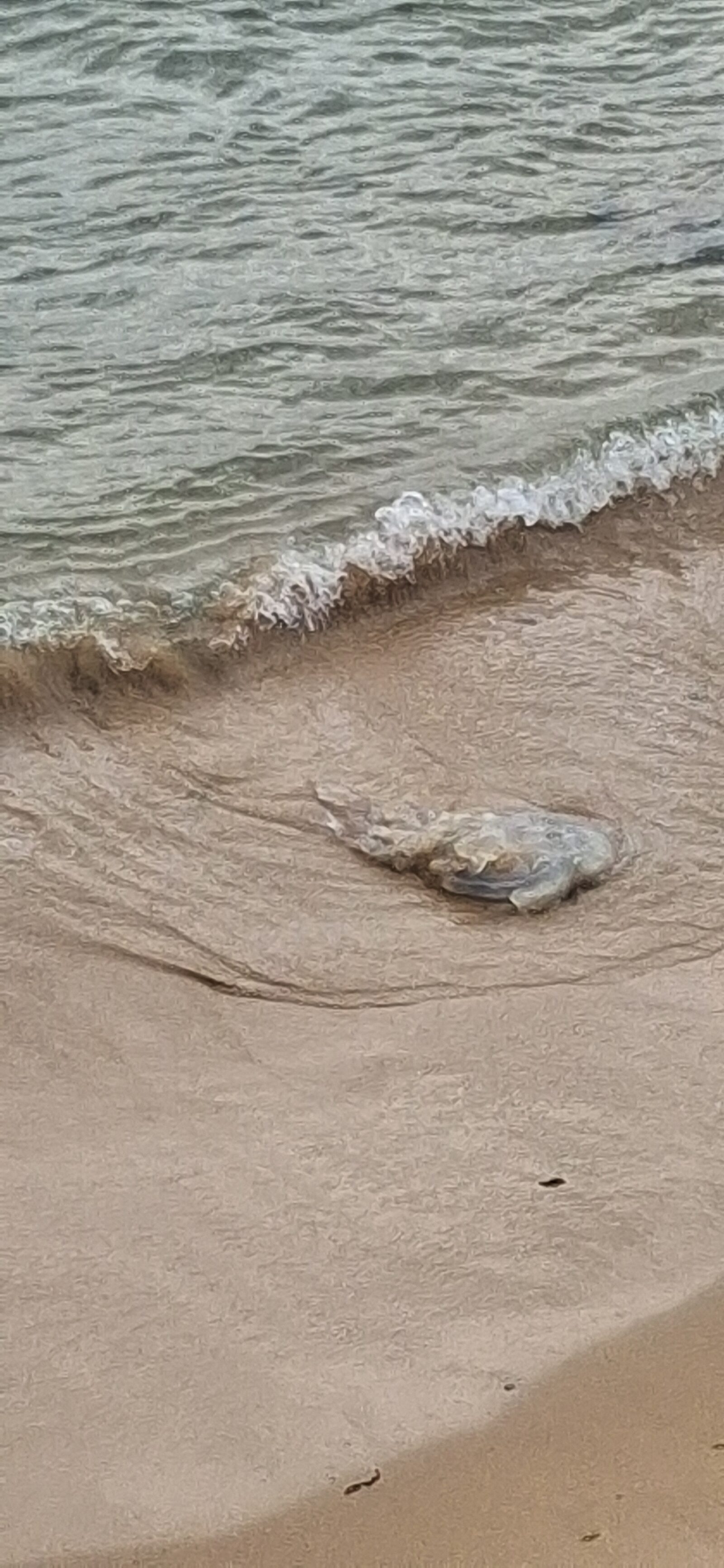 Rhizostoma octopus