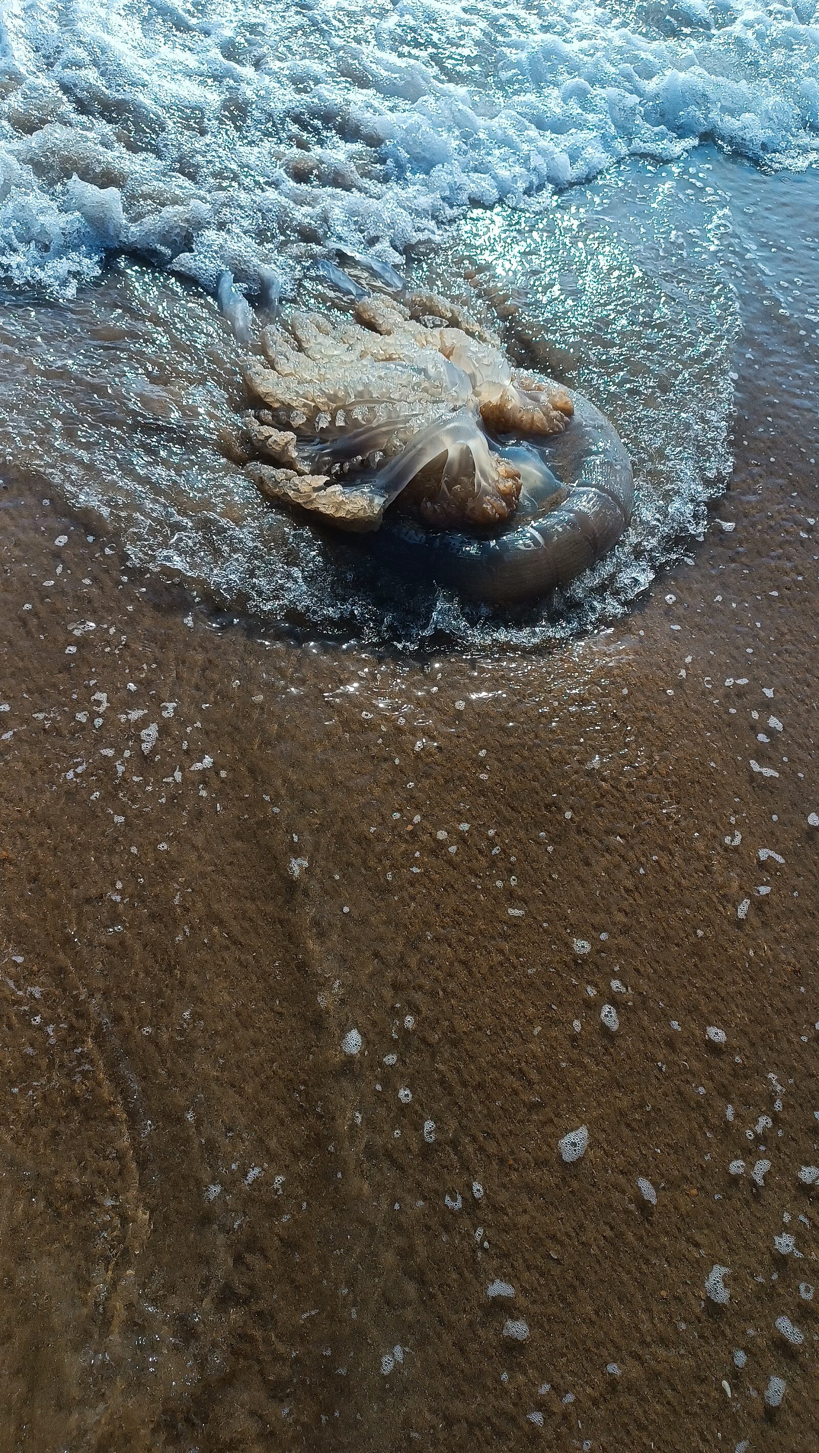 Rhizostoma octopus