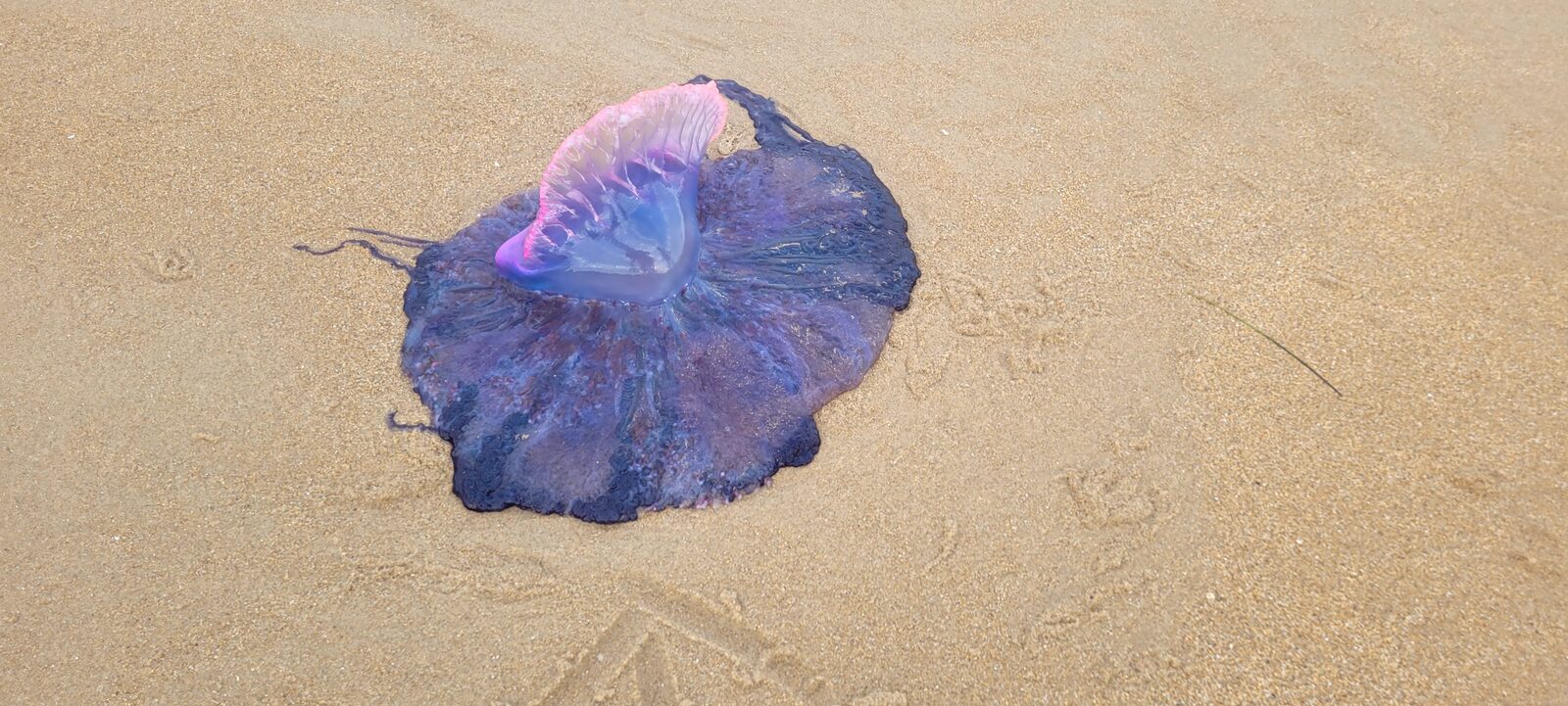 Physalia physalis