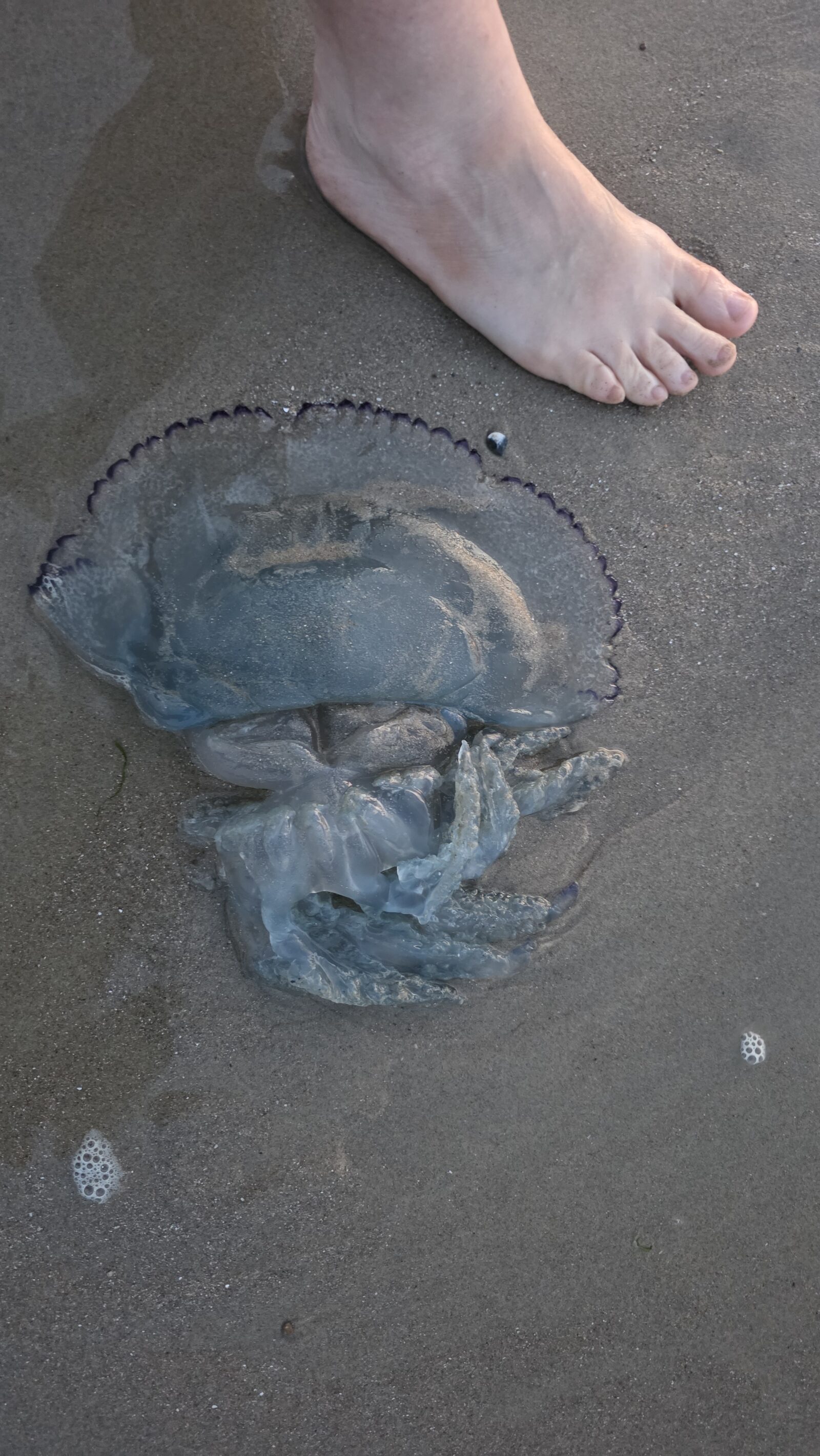 Rhizostoma octopus