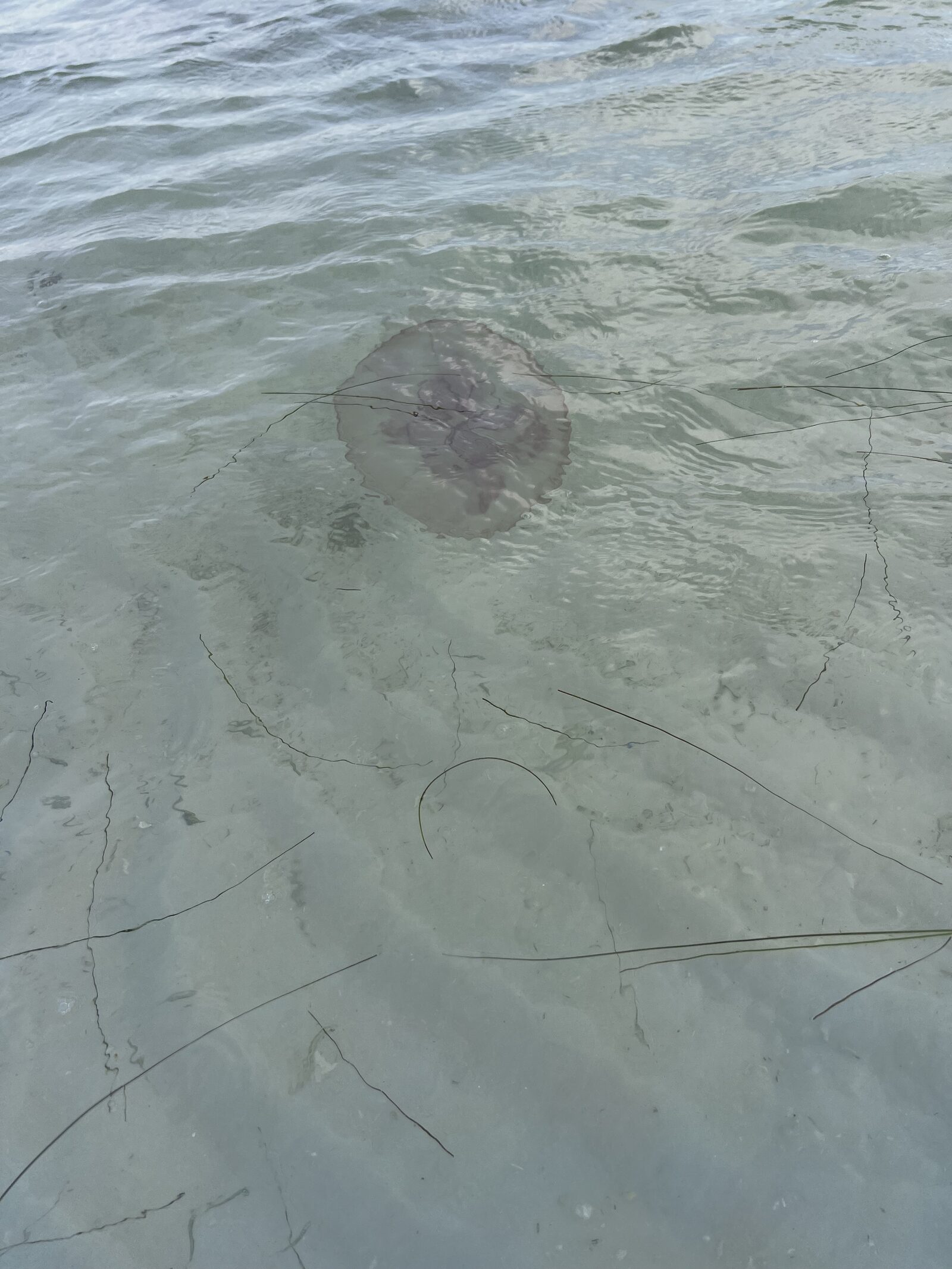 Aurelia Aurita