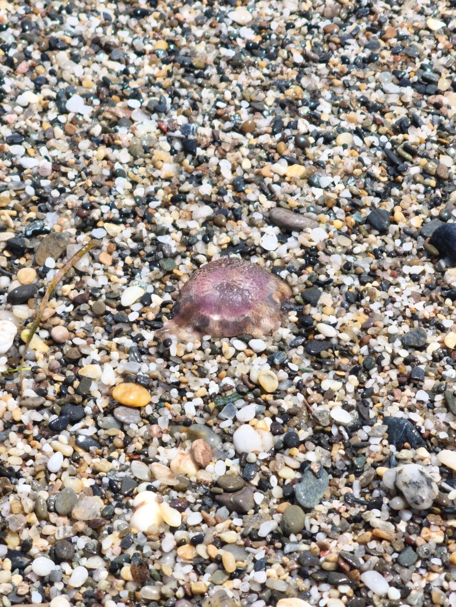 Pelagia Noctiluca
