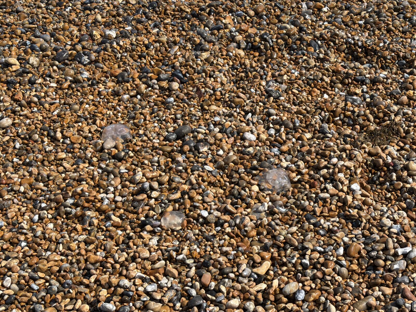 Aurelia Aurita