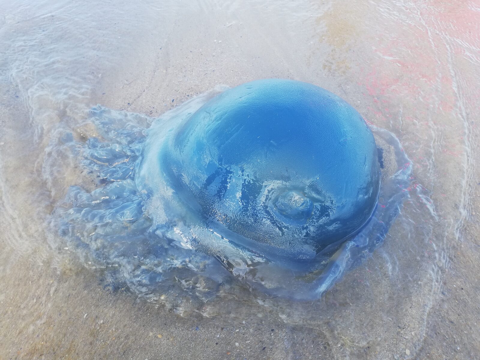 Rhizostoma octopus