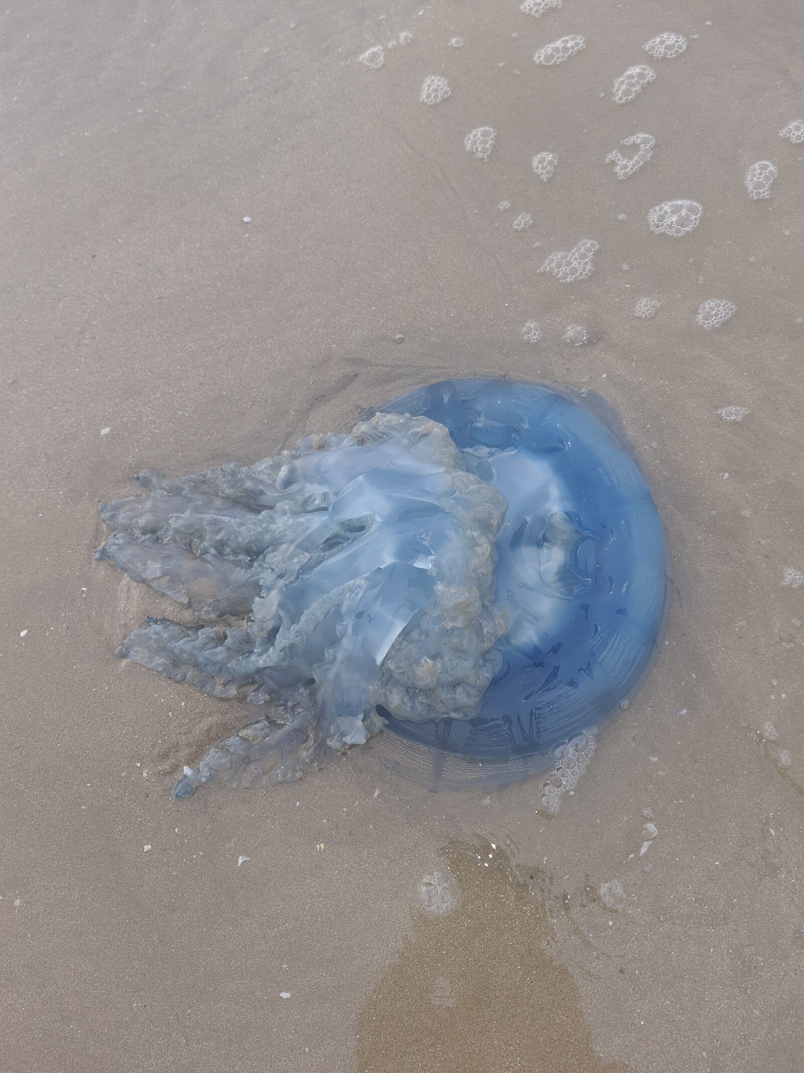 Rhizostoma octopus