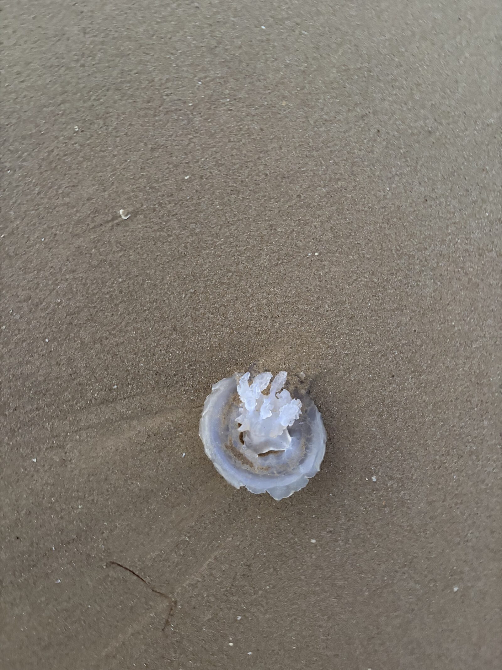 Rhizostoma octopus