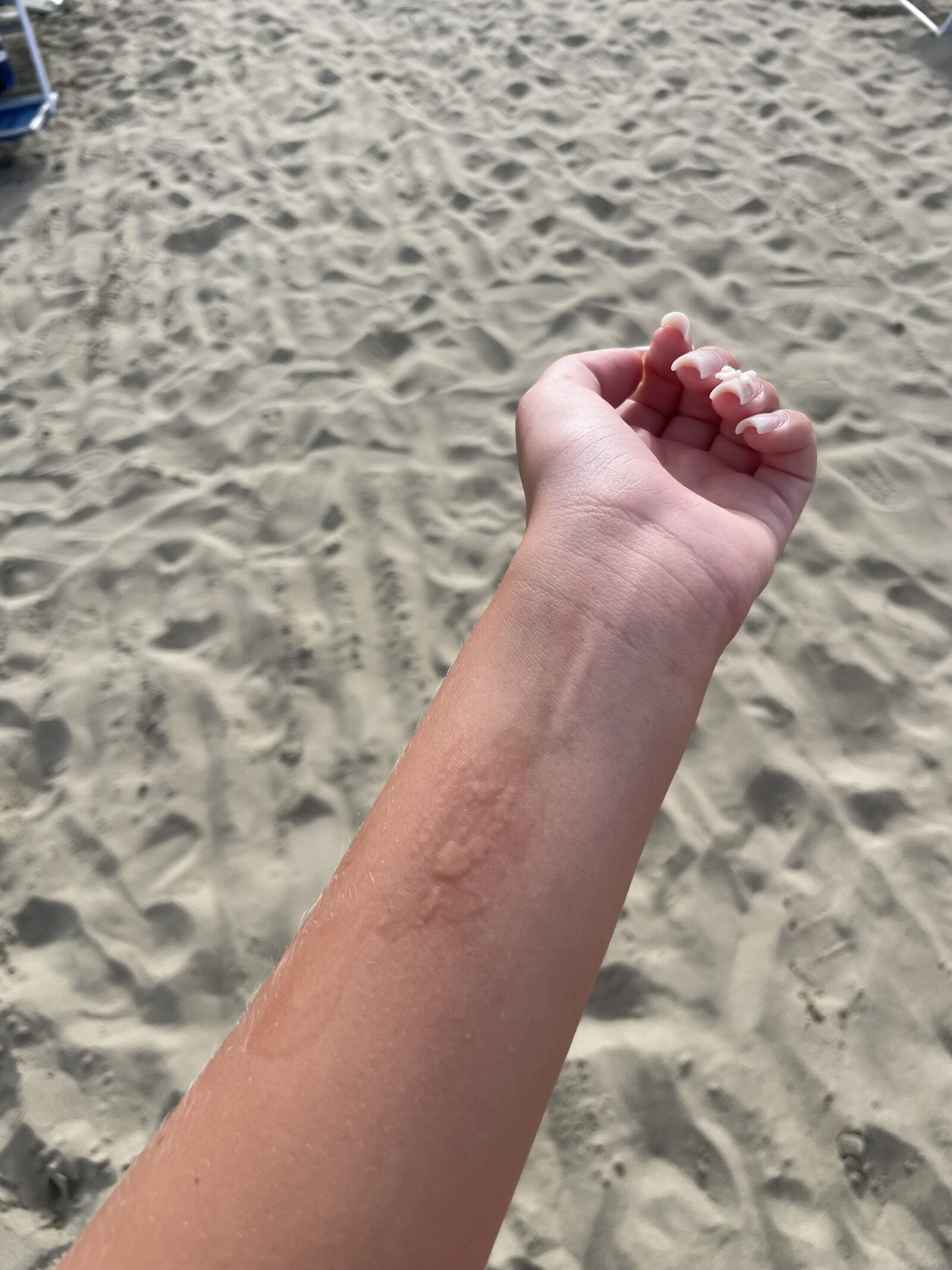 Pelagia Noctiluca