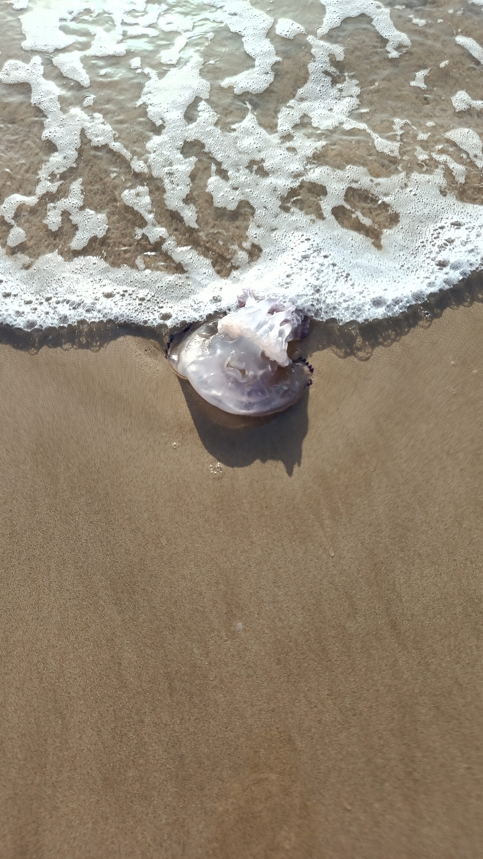 Rhizostoma octopus