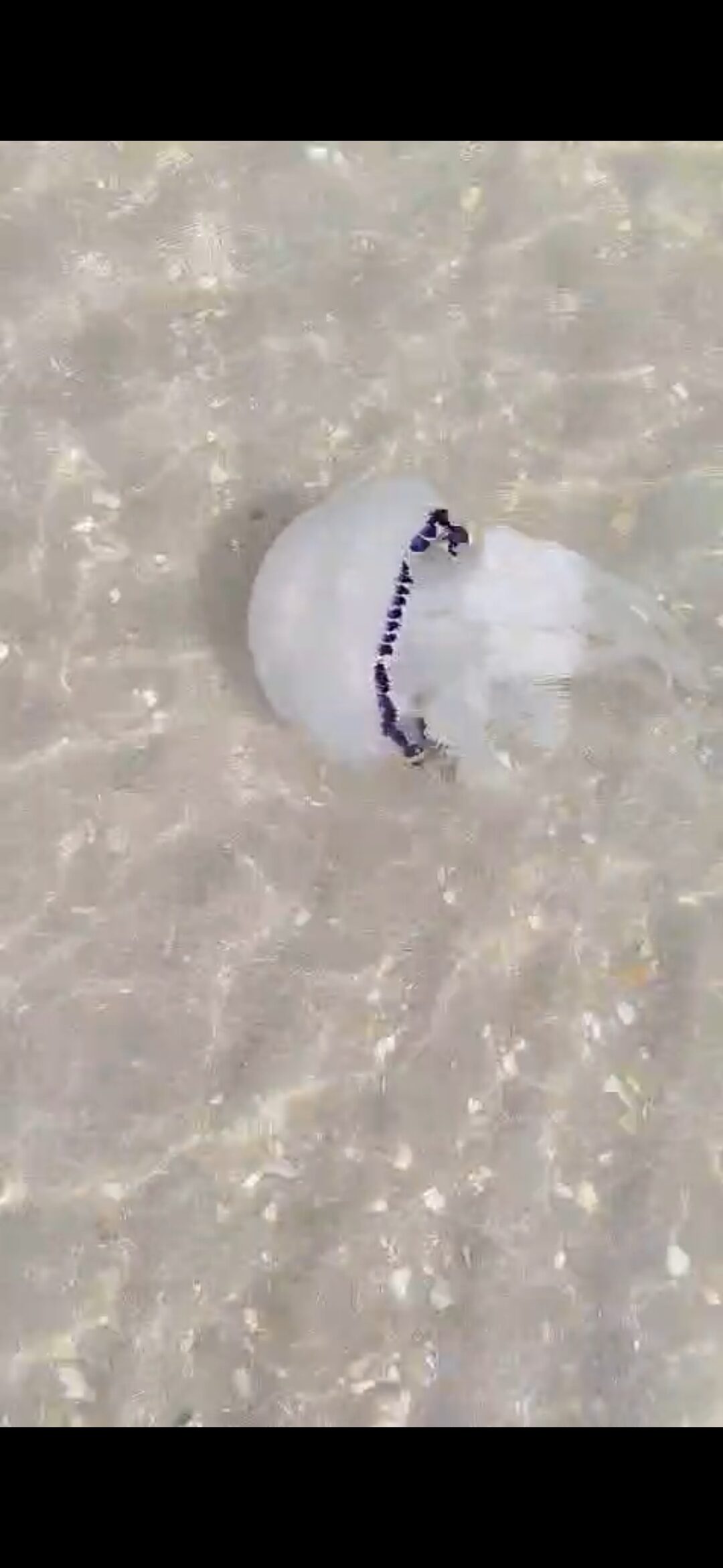 Rhizostoma octopus