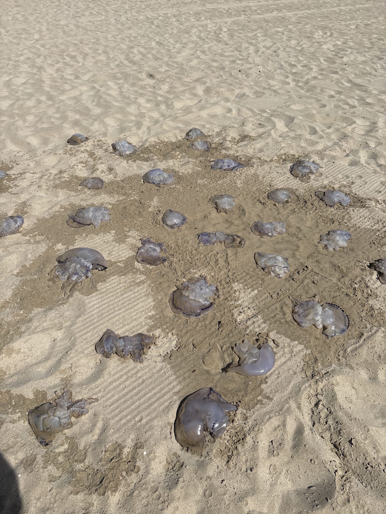 Rhizostoma octopus