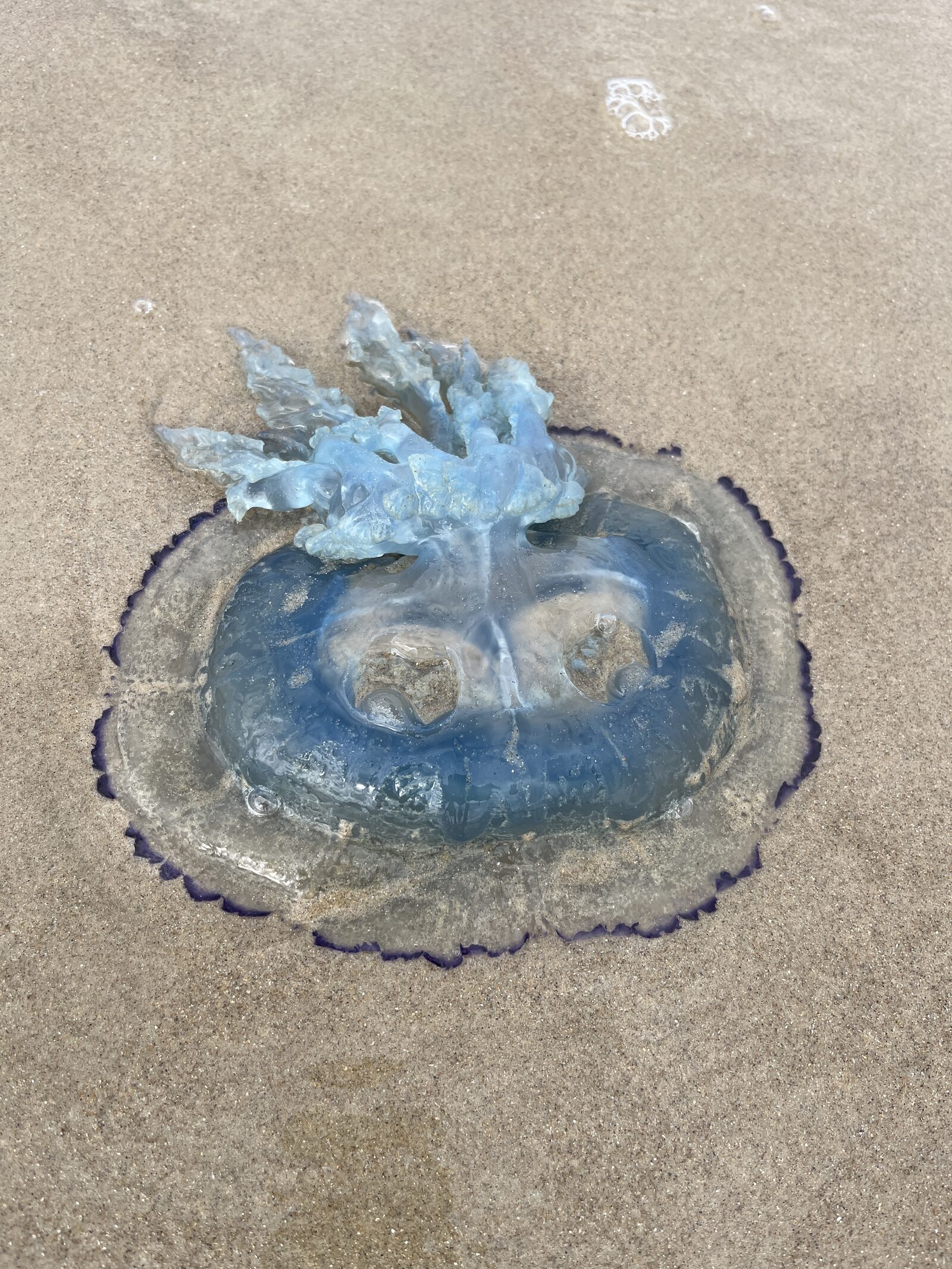 Rhizostoma octopus