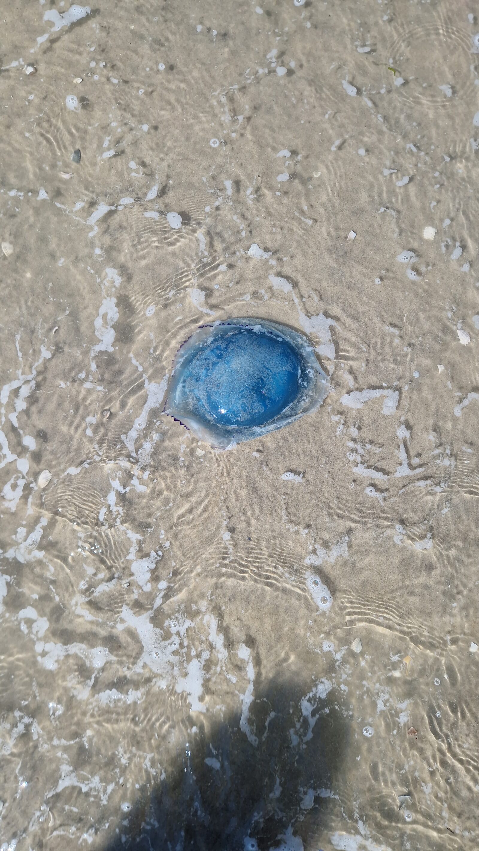 Rhizostoma octopus