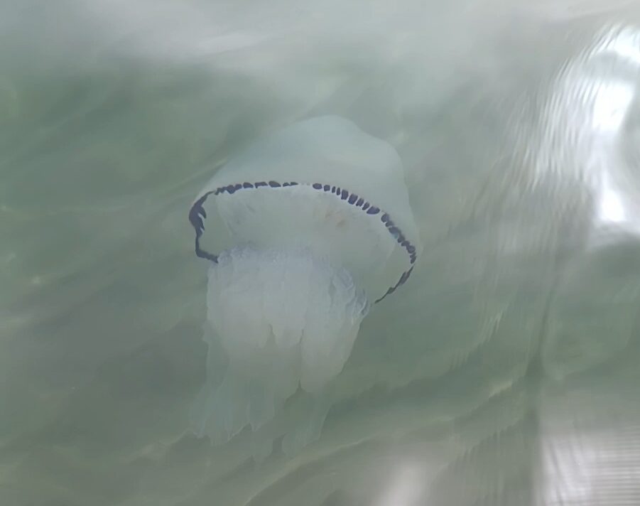 Rhizostoma octopus