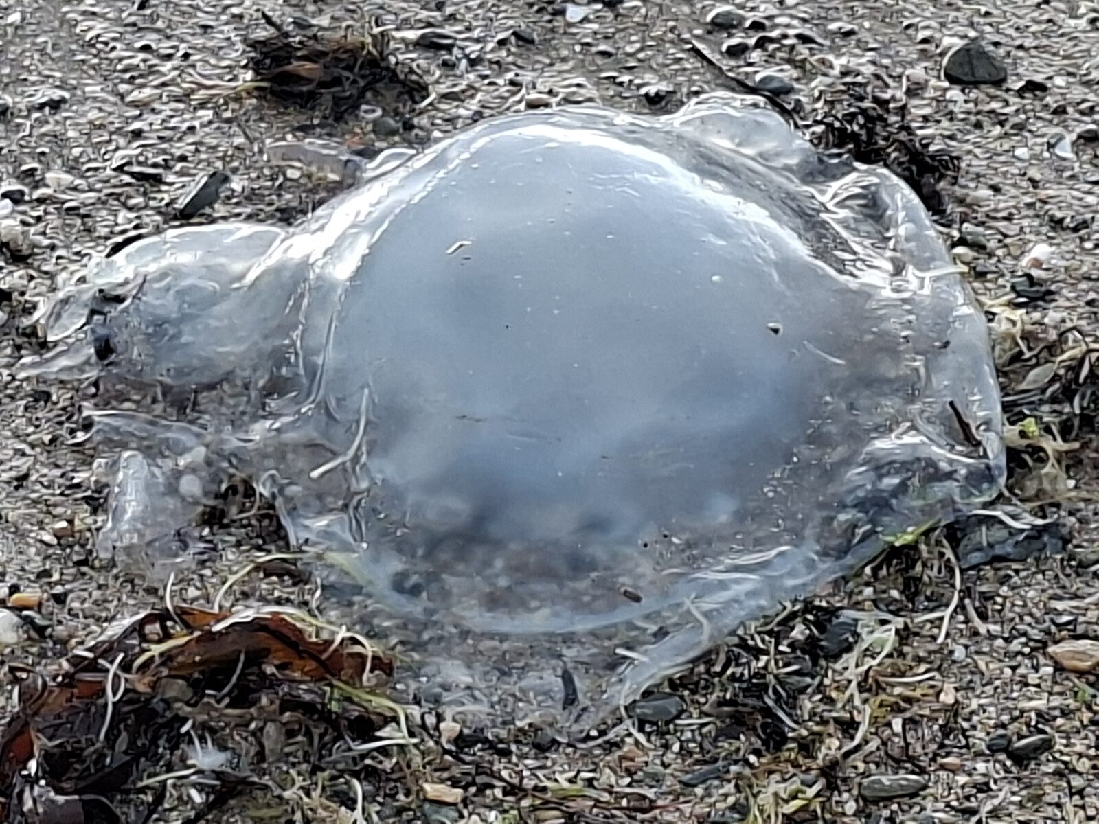 Rhizostoma octopus