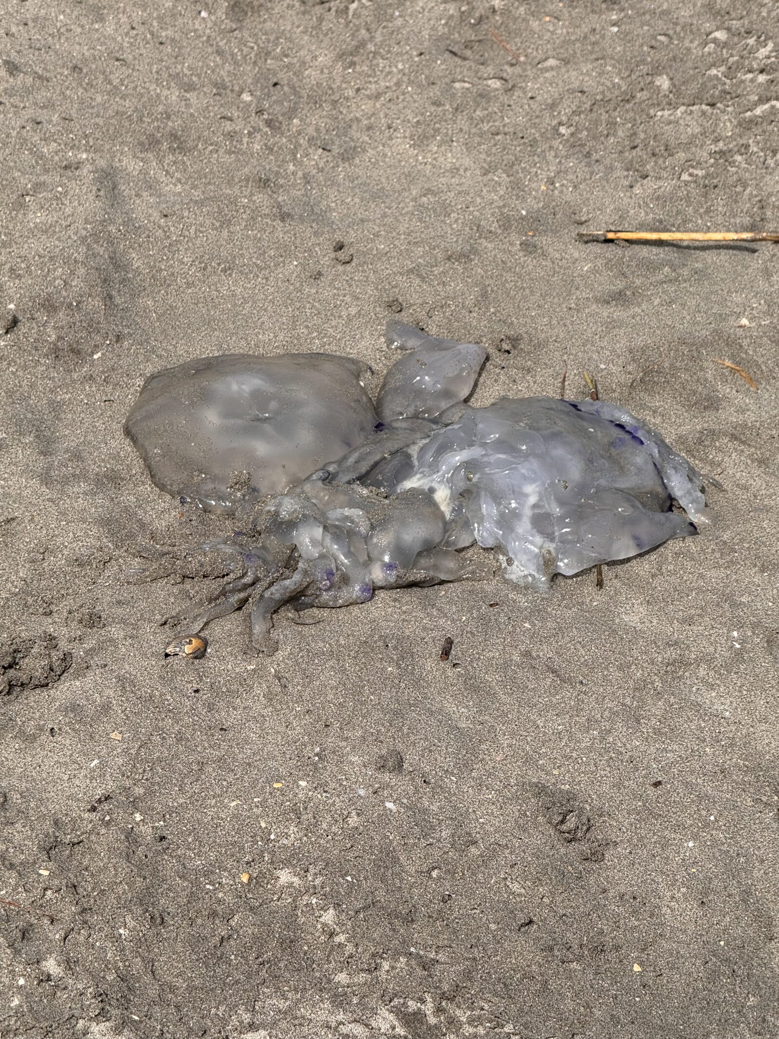 Rhizostoma octopus