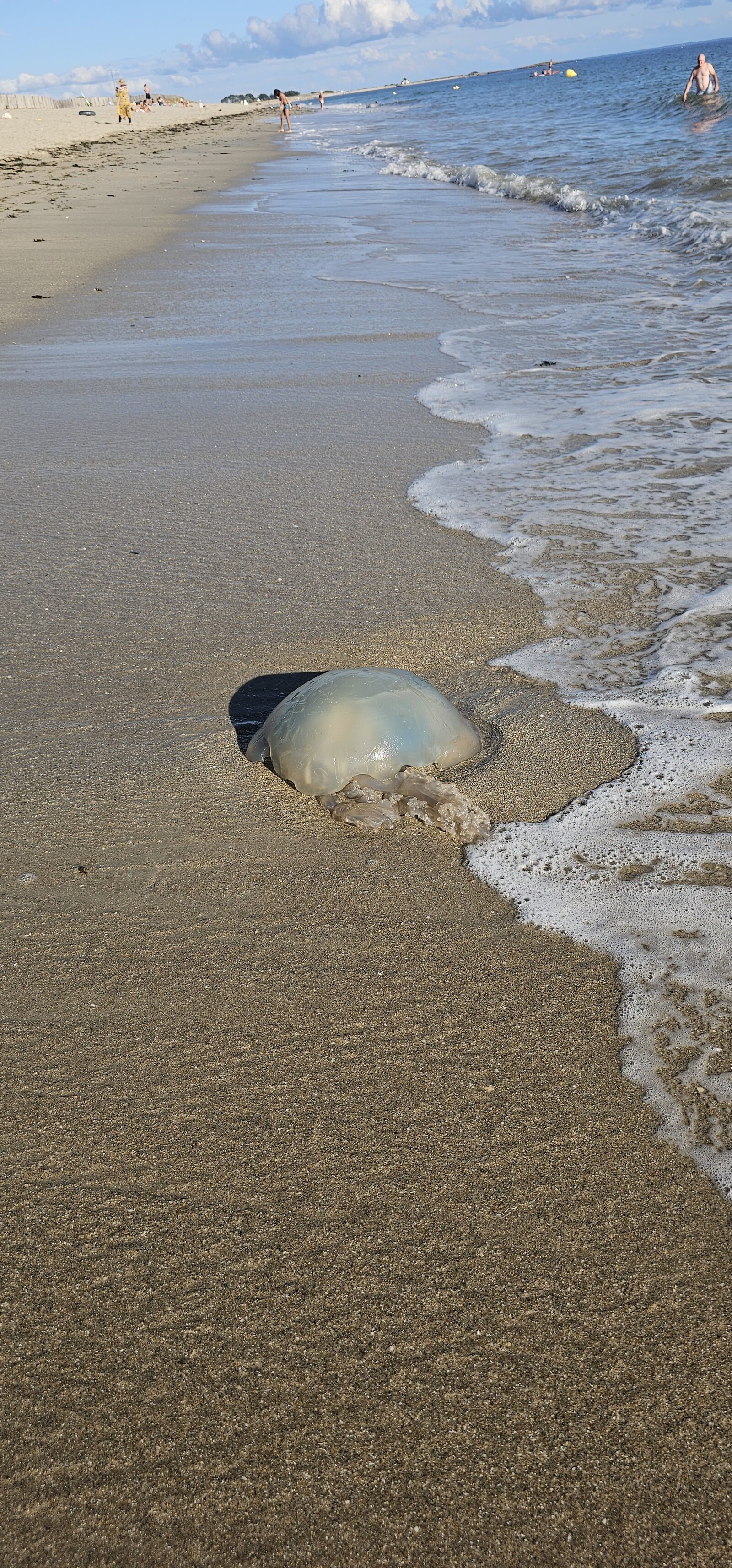 Rhizostoma octopus