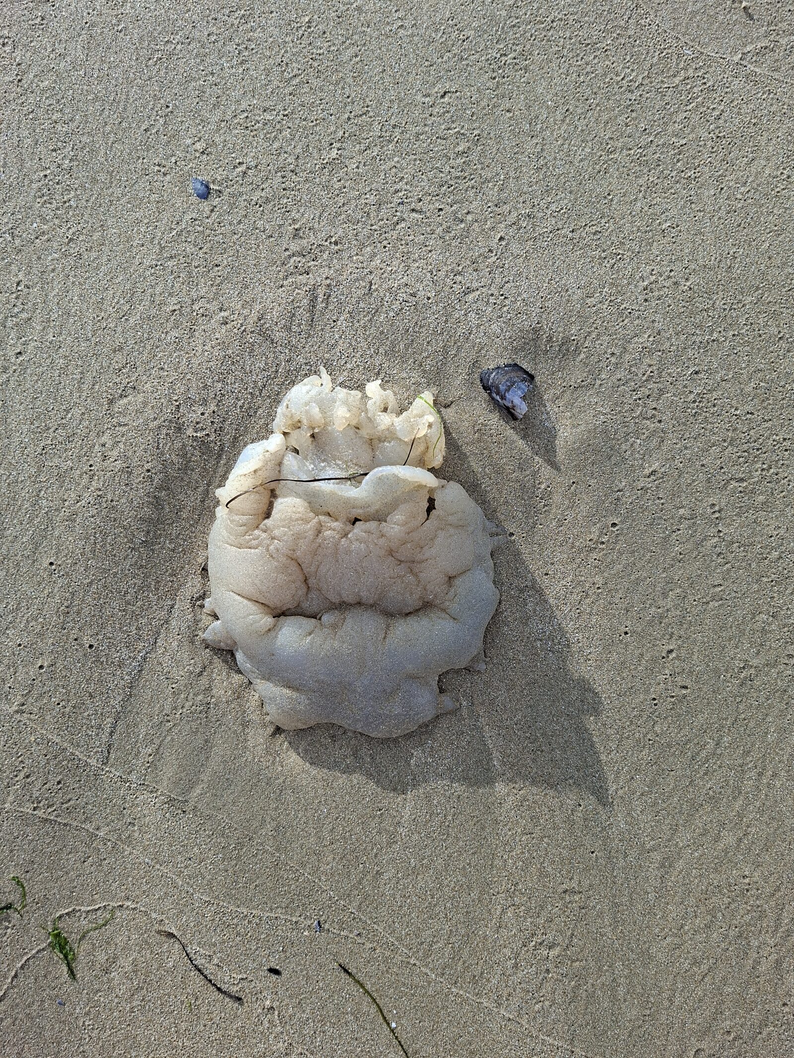 Rhizostoma octopus