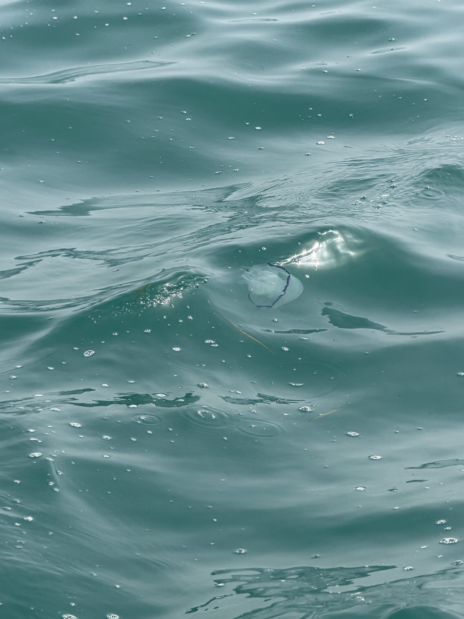 Rhizostoma octopus