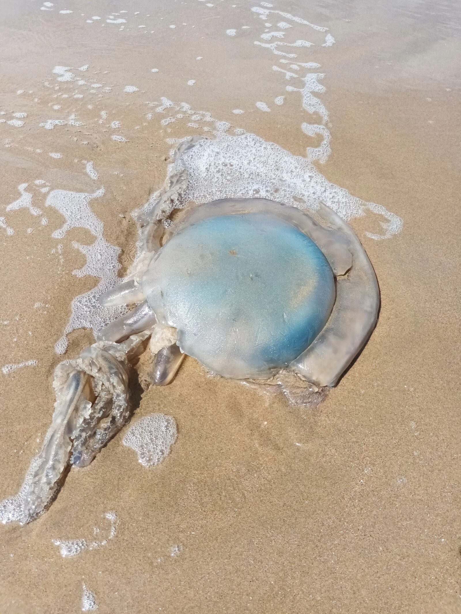 Rhizostoma octopus