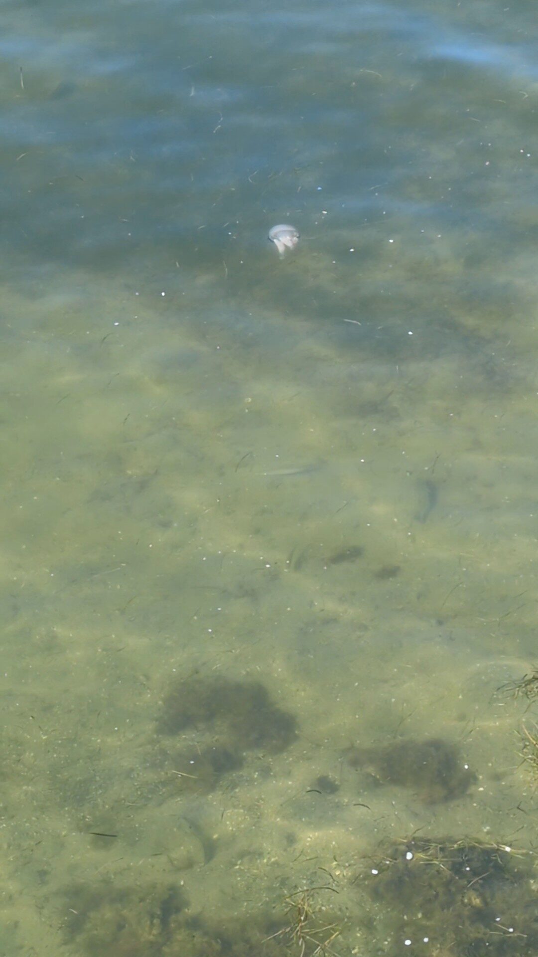 Rhizostoma octopus
