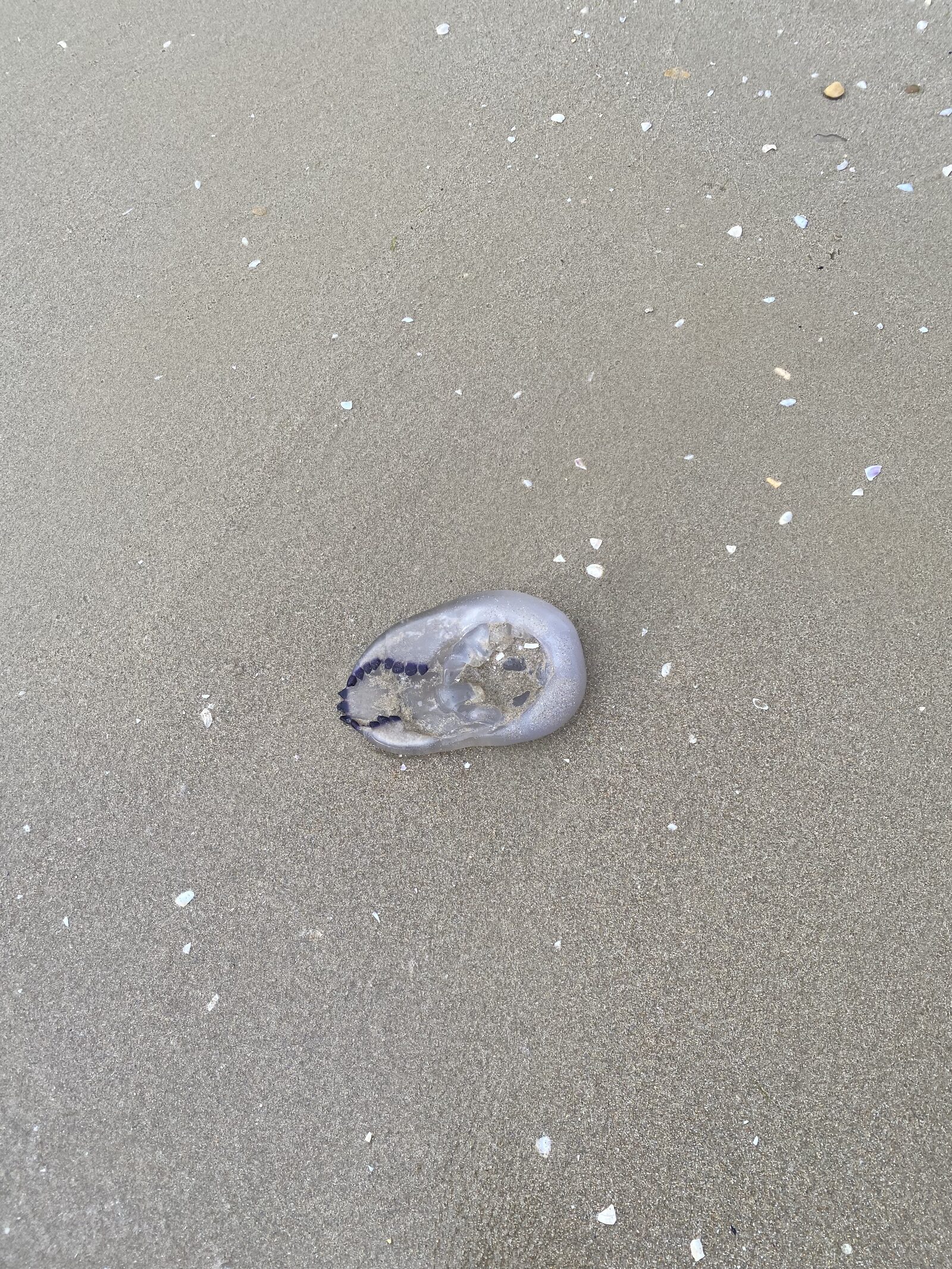 Rhizostoma octopus