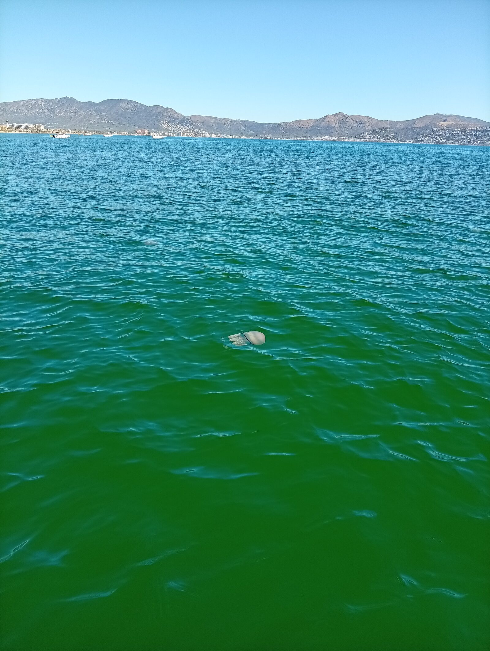 Rhizostoma octopus