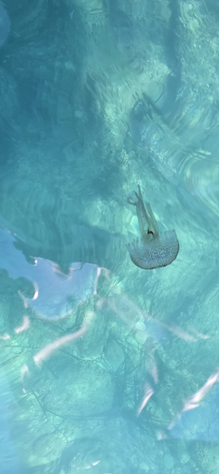 Pelagia Noctiluca