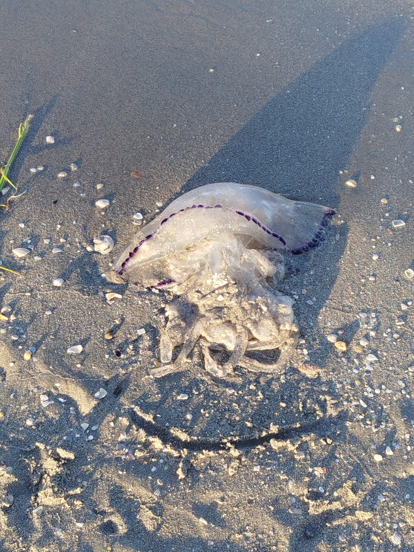 Rhizostoma octopus