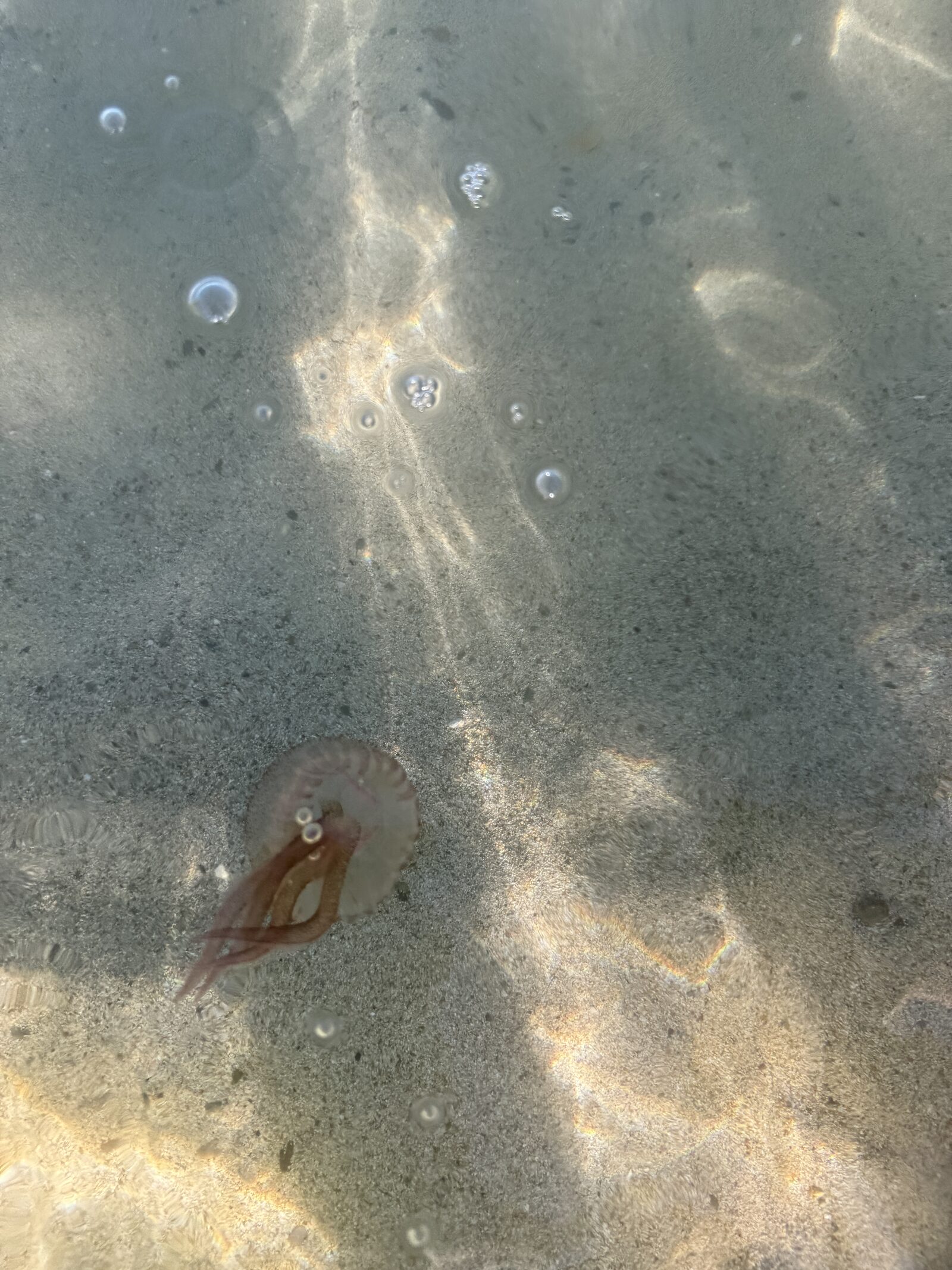 Pelagia Noctiluca
