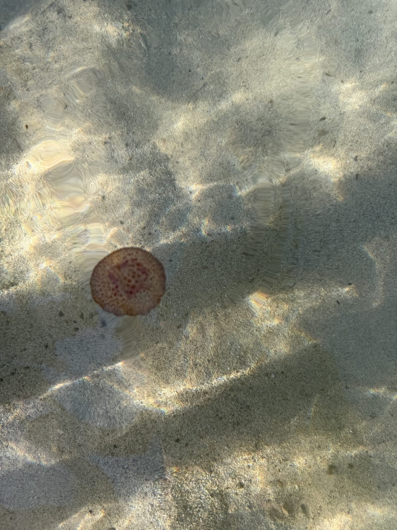 Pelagia Noctiluca