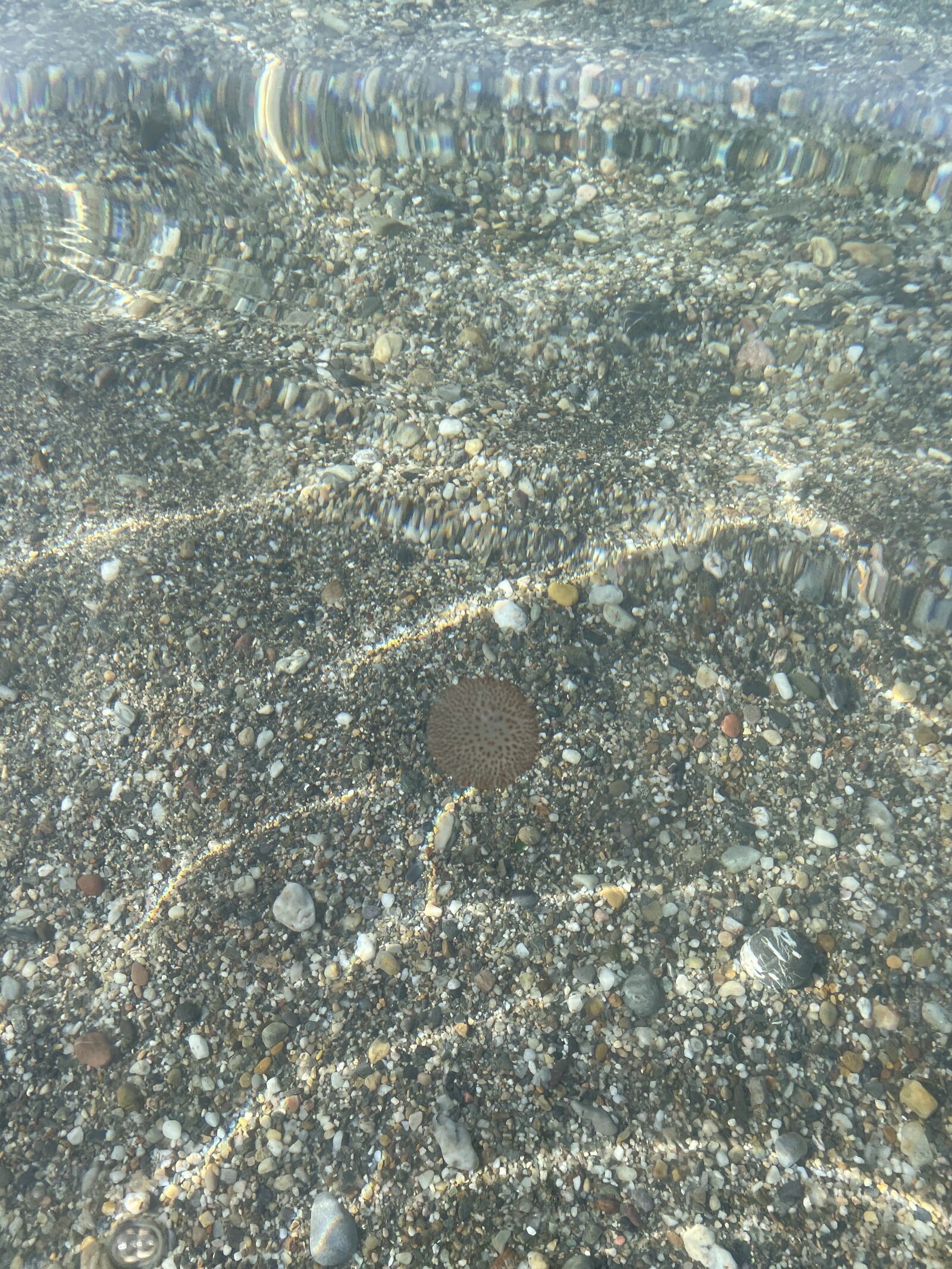 Pelagia Noctiluca