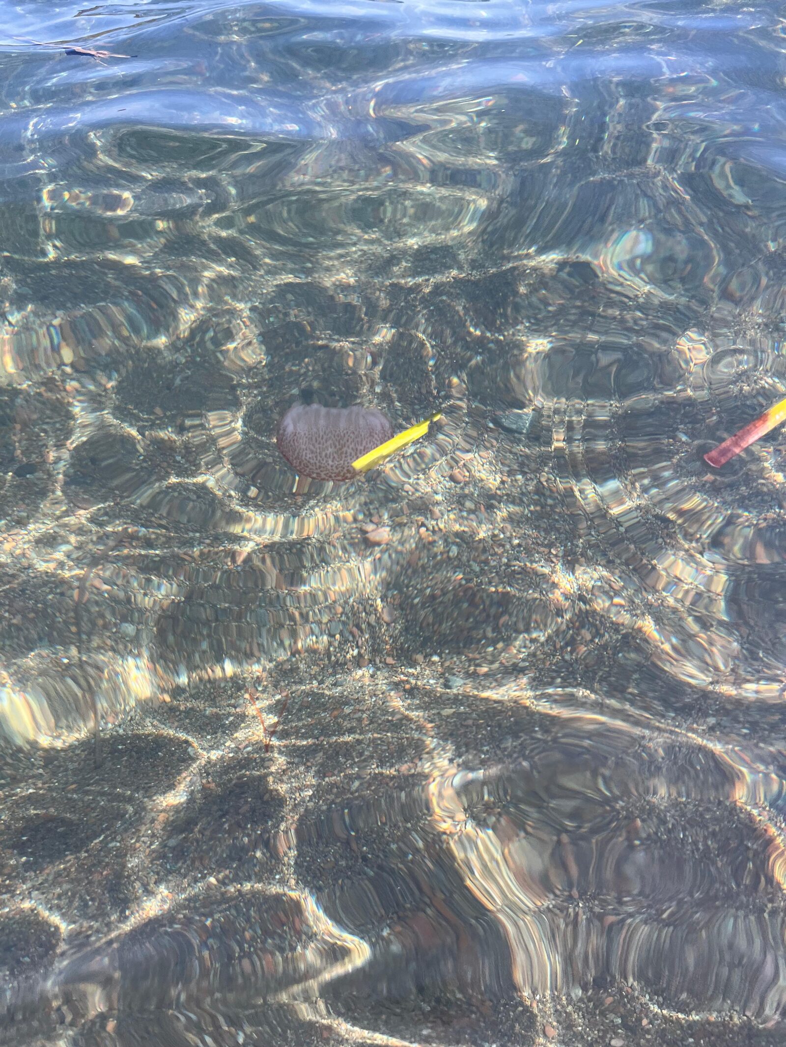 Pelagia Noctiluca