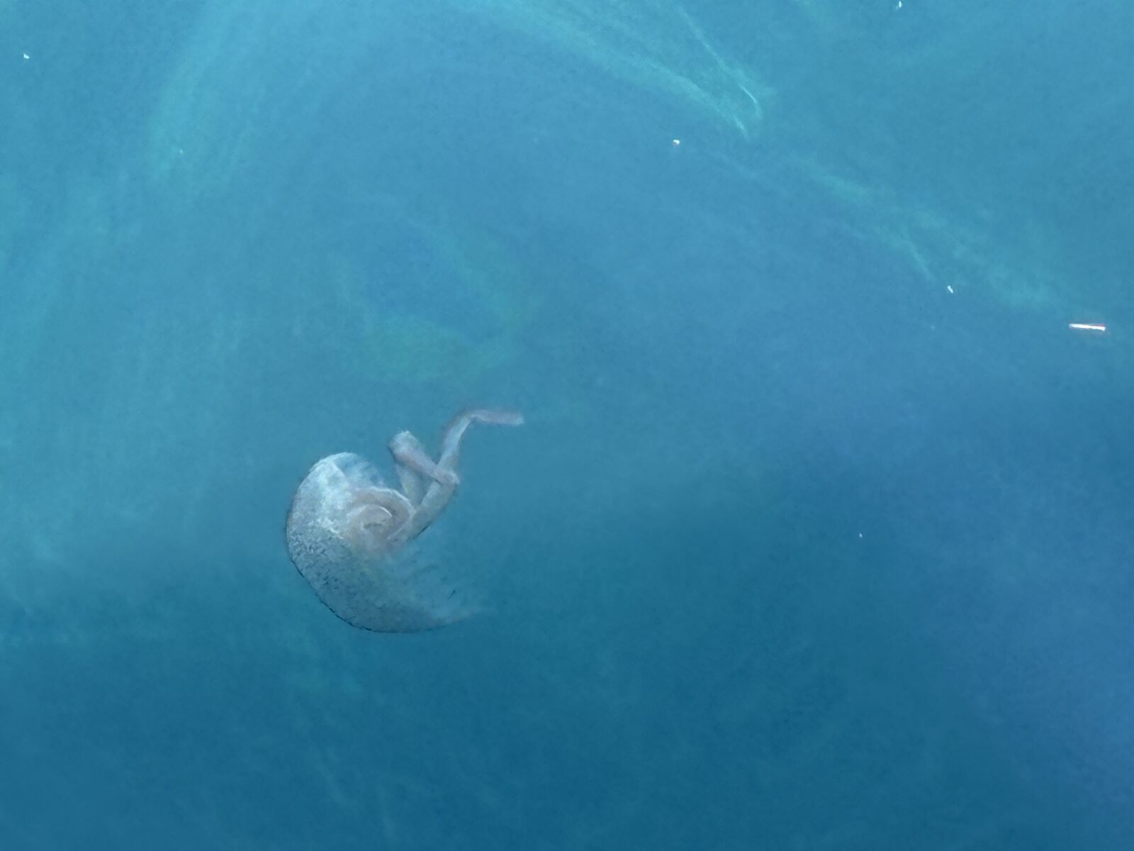 Pelagia Noctiluca