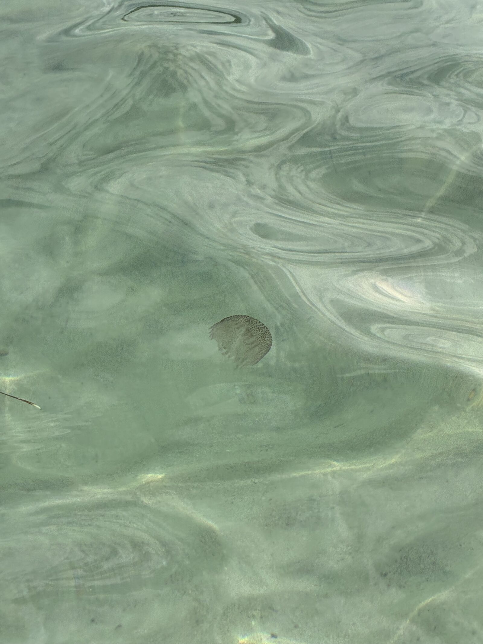 Pelagia Noctiluca