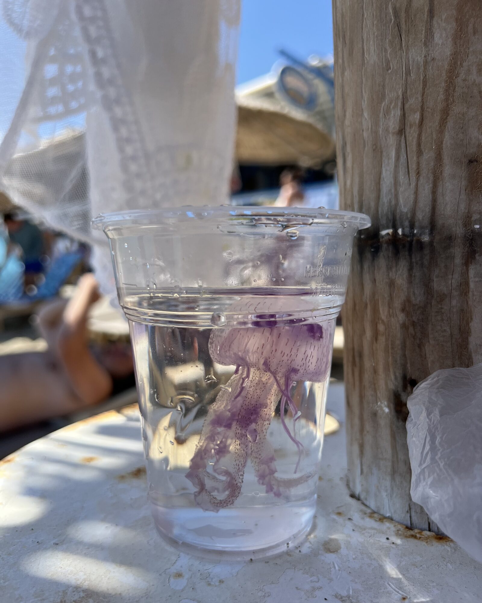 Pelagia Noctiluca