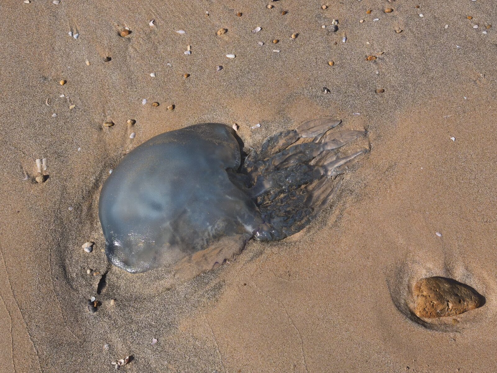 Rhizostoma octopus