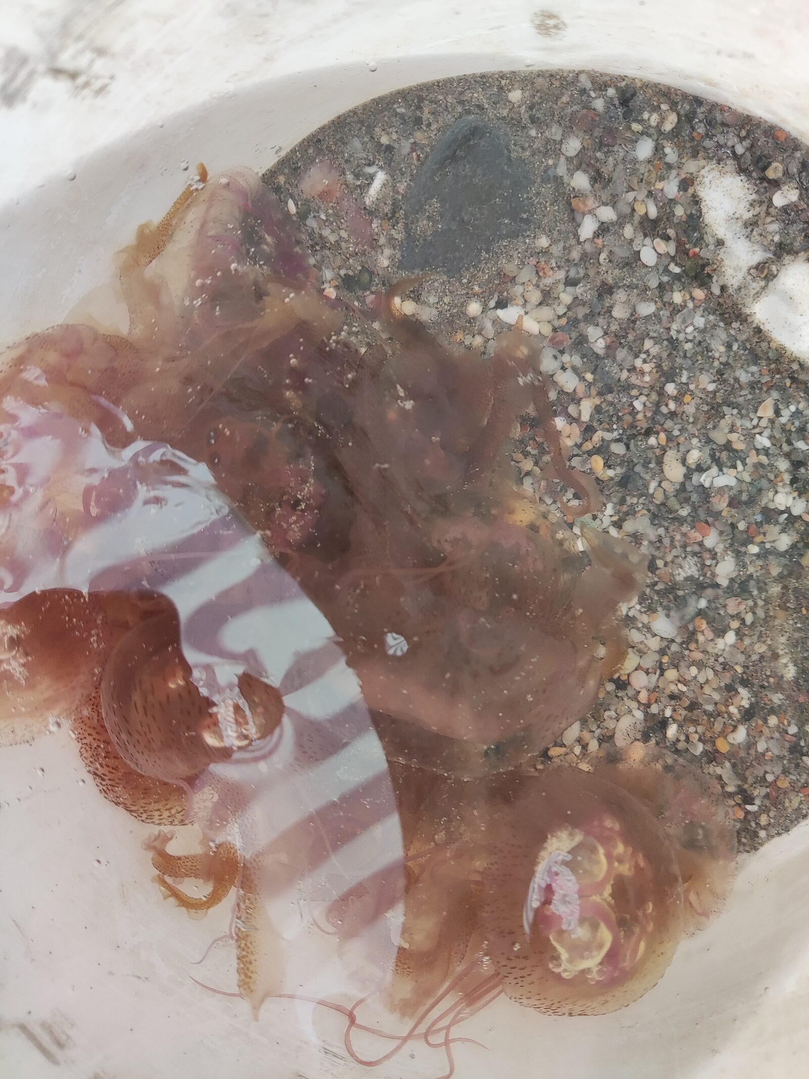 Pelagia Noctiluca