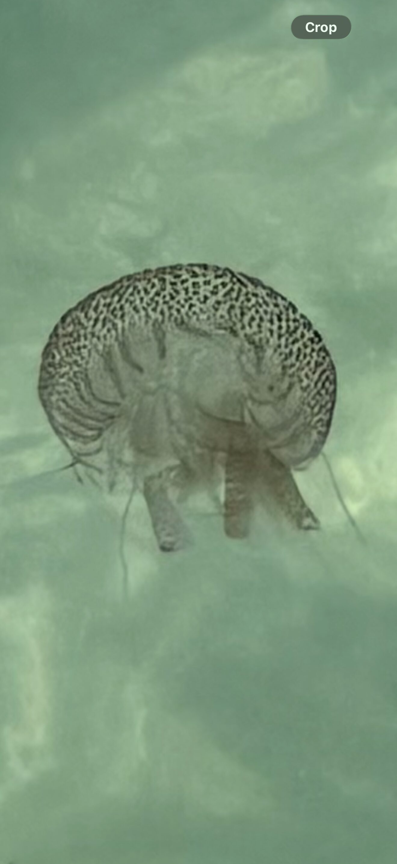 Pelagia Noctiluca