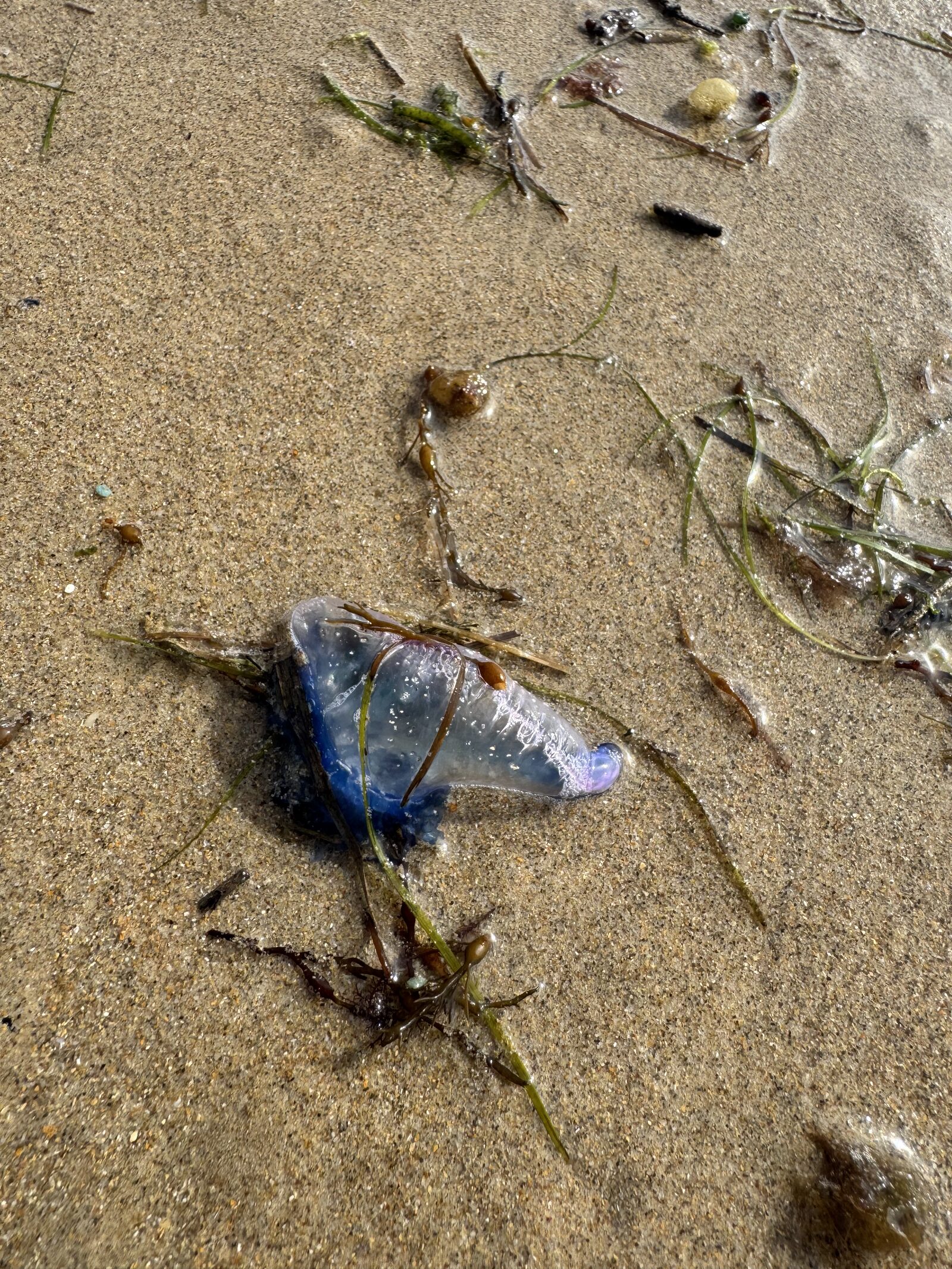 Physalia physalis