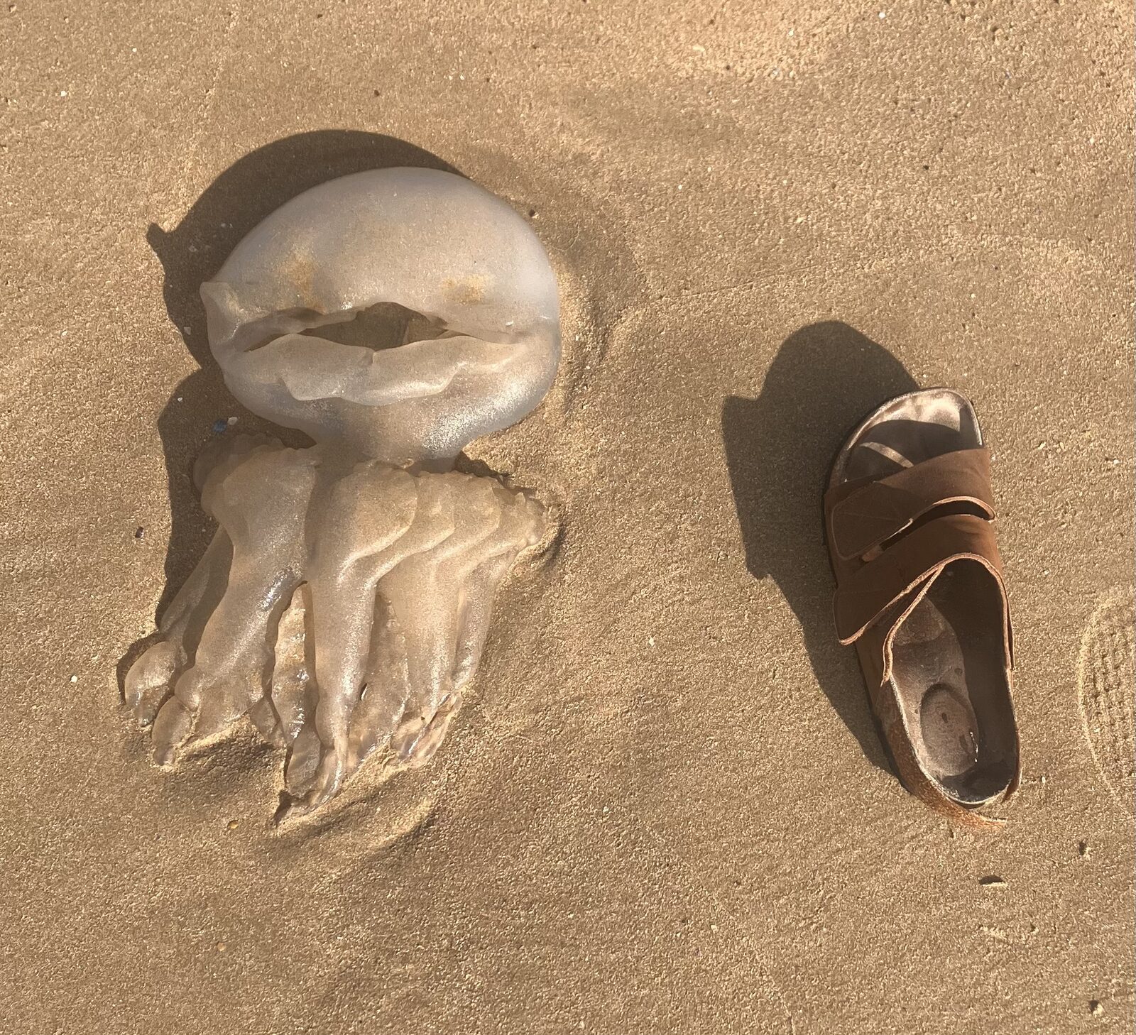 Rhizostoma octopus