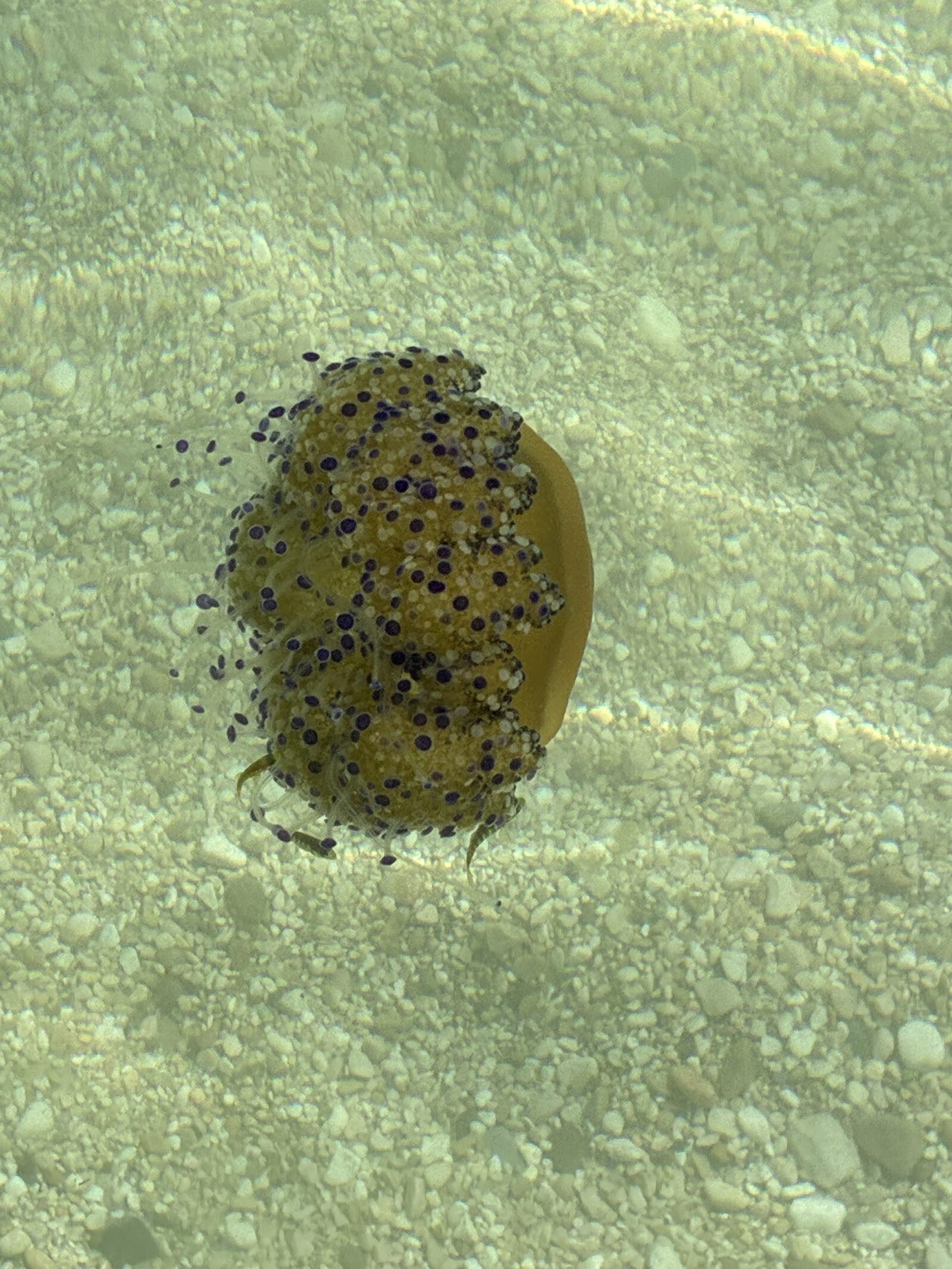 Cotylorhiza tuberculata