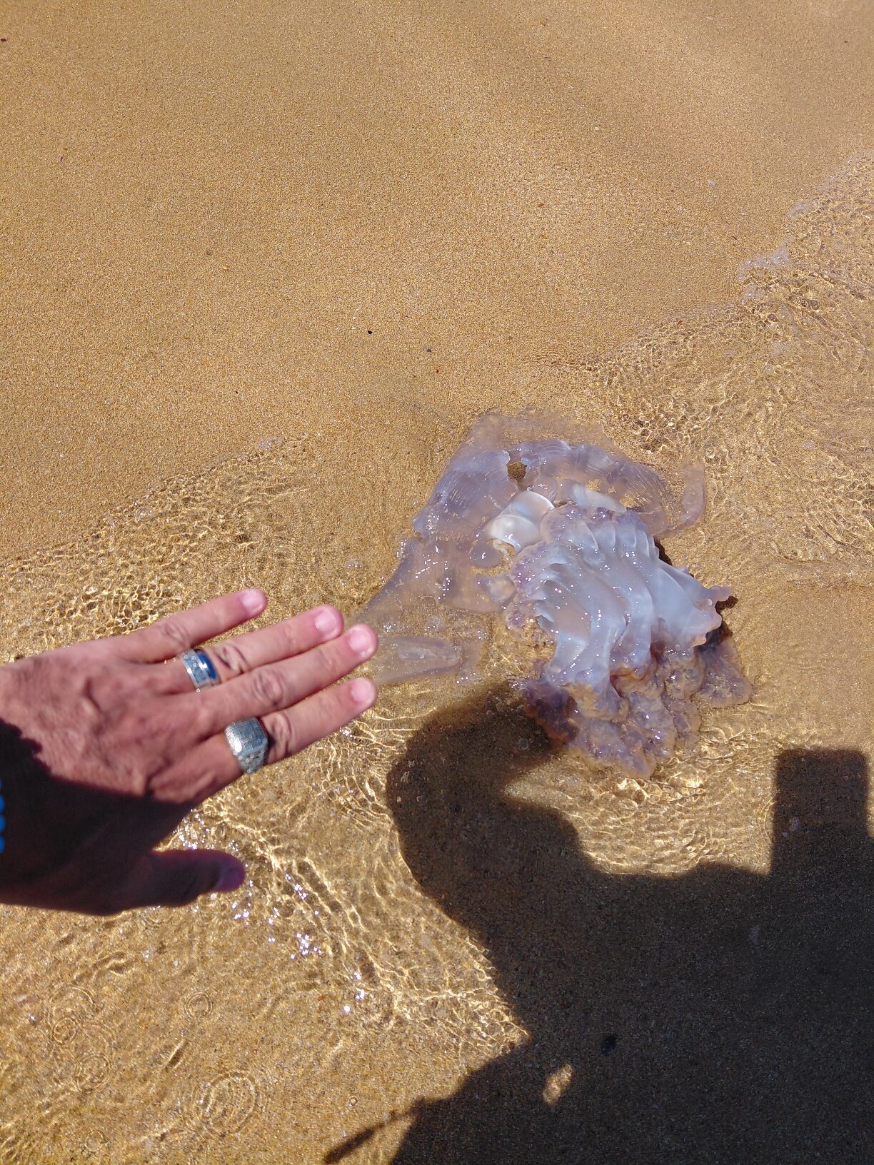 Rhizostoma octopus
