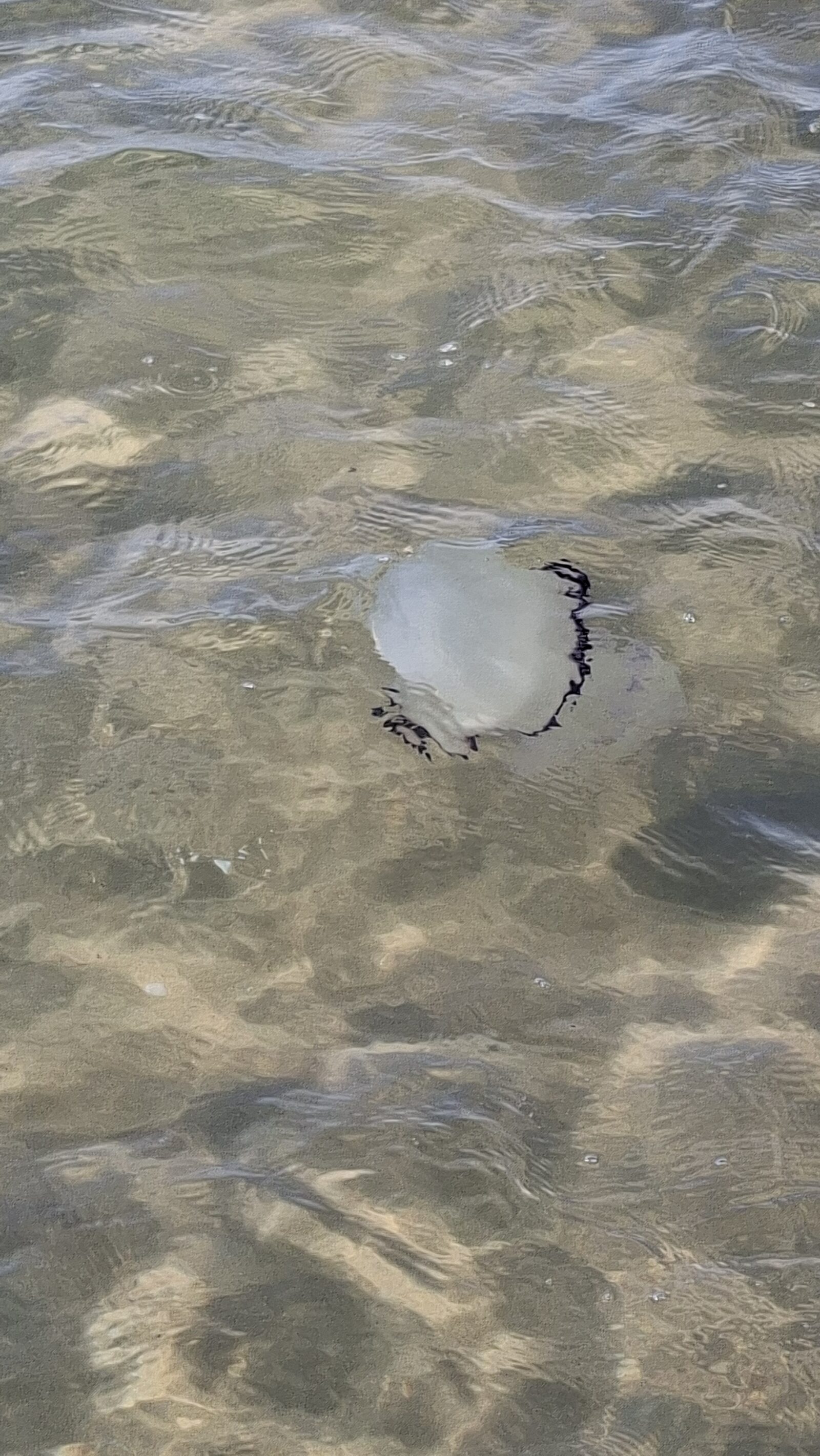 Rhizostoma octopus