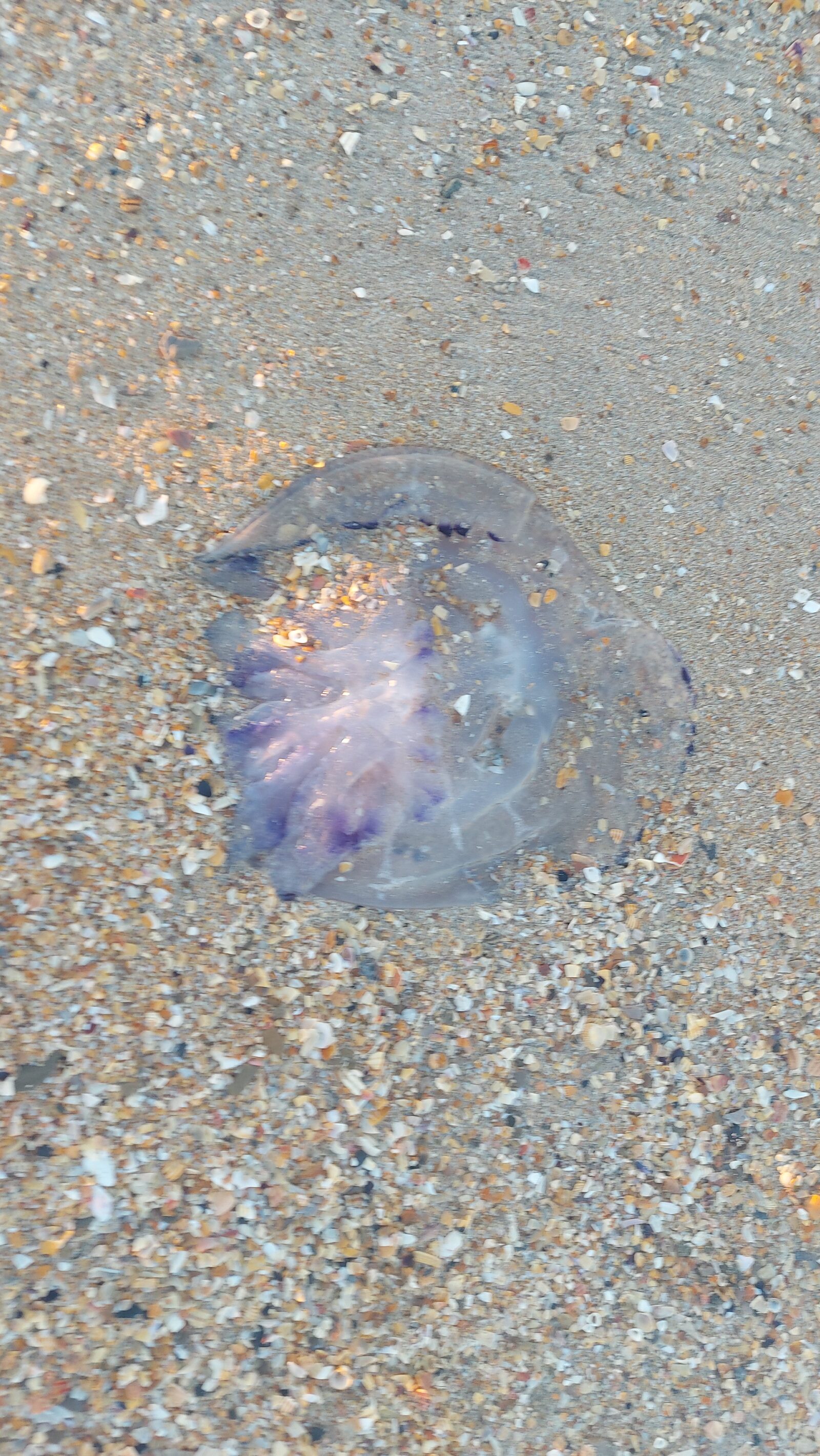 Rhizostoma octopus