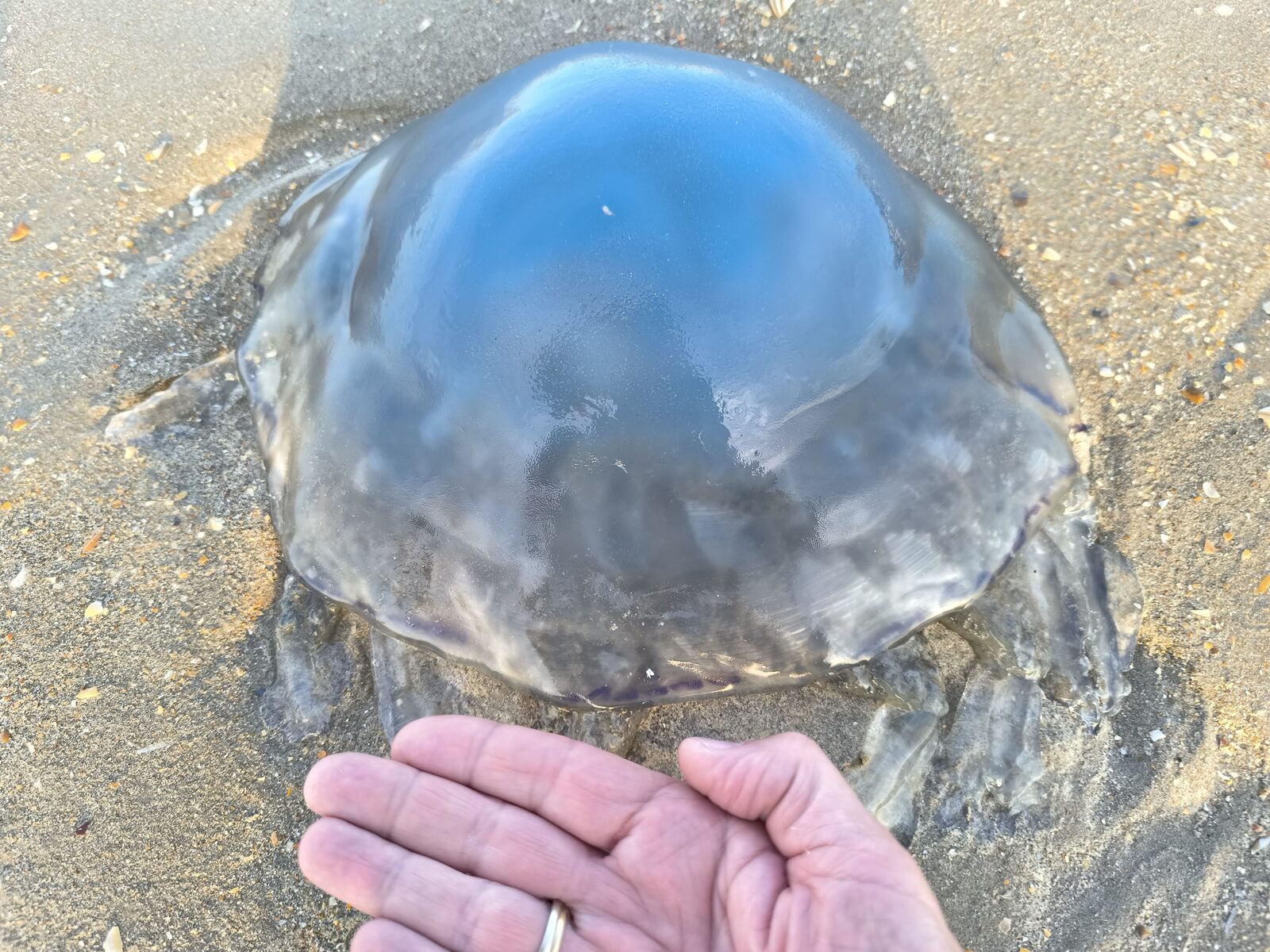 Rhizostoma octopus