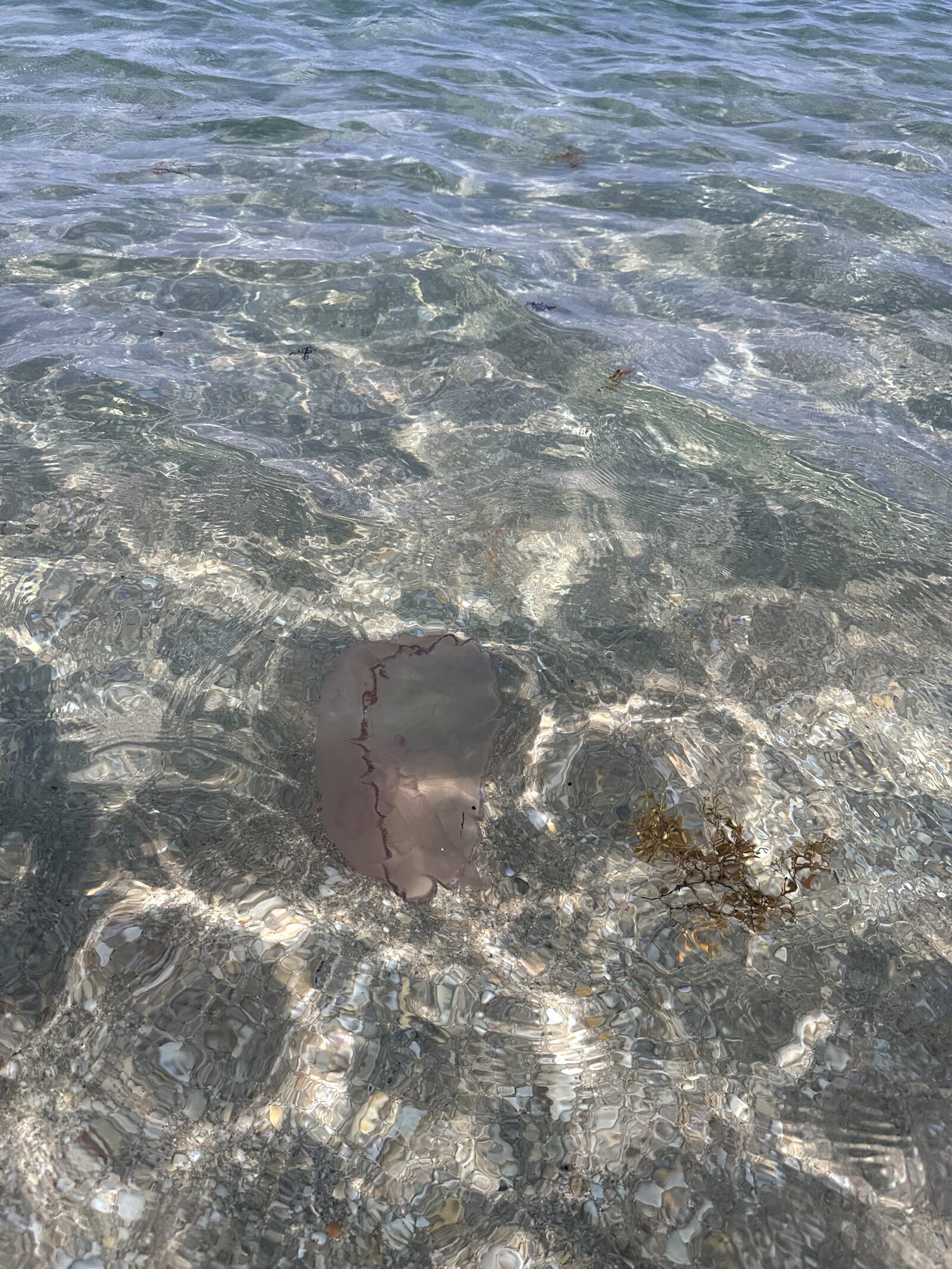 Rhizostoma octopus