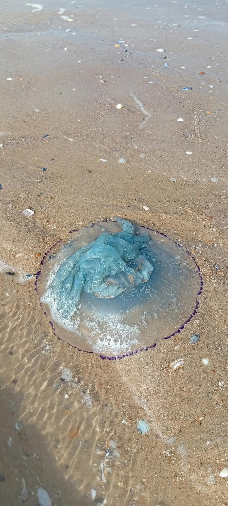 Rhizostoma octopus