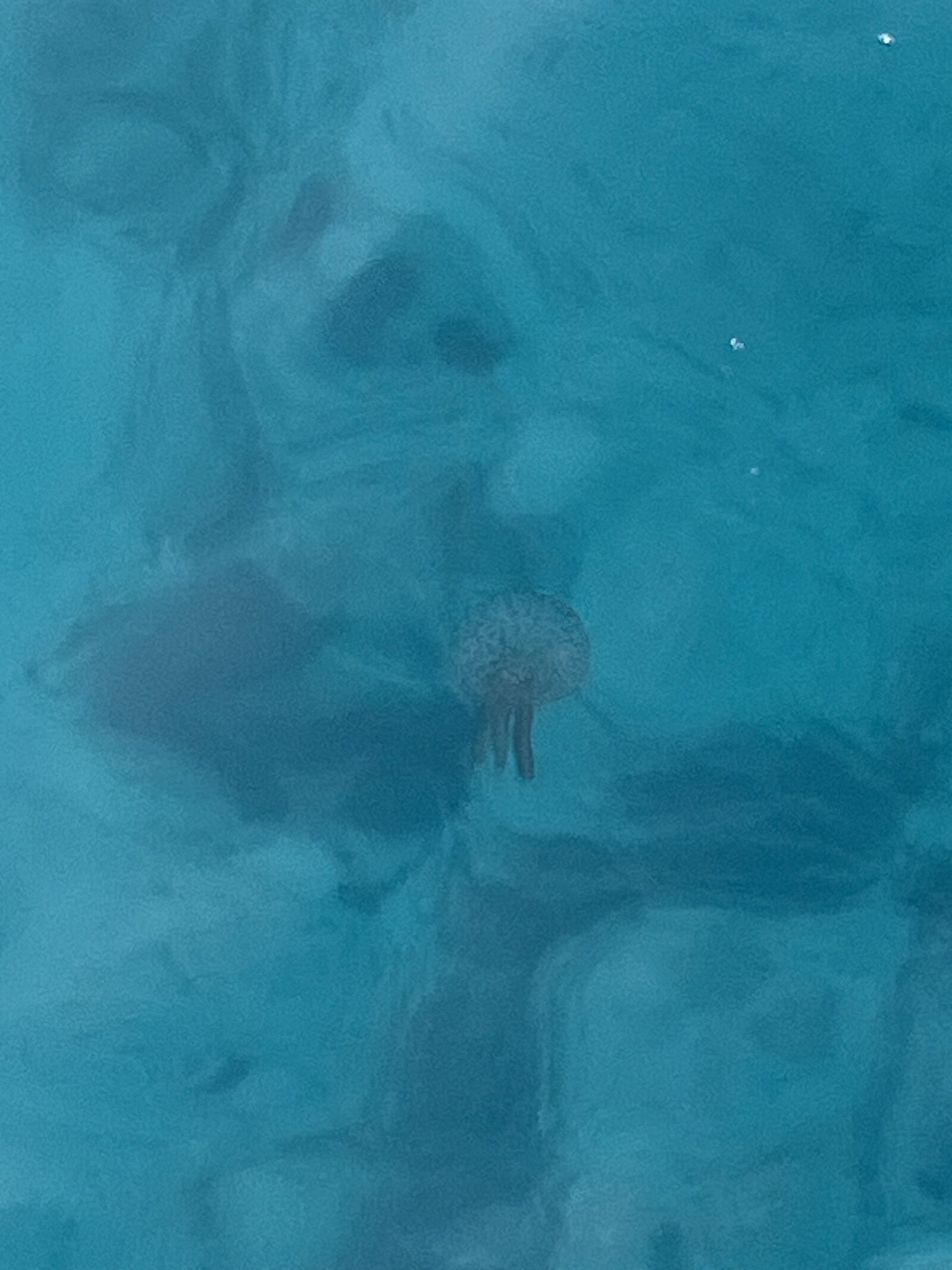 Pelagia Noctiluca